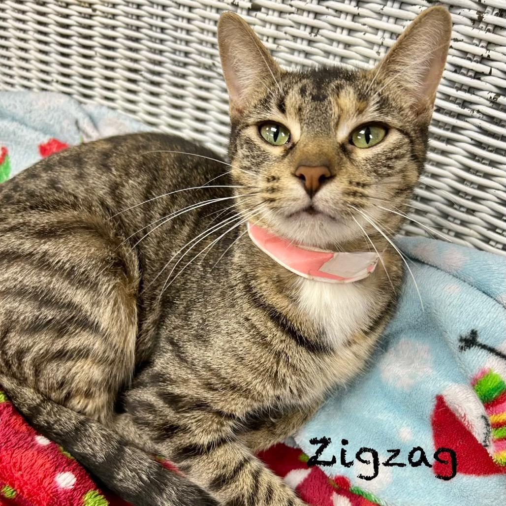 ZigZag, Adoptable, Adult Female Domestic Short Hair.