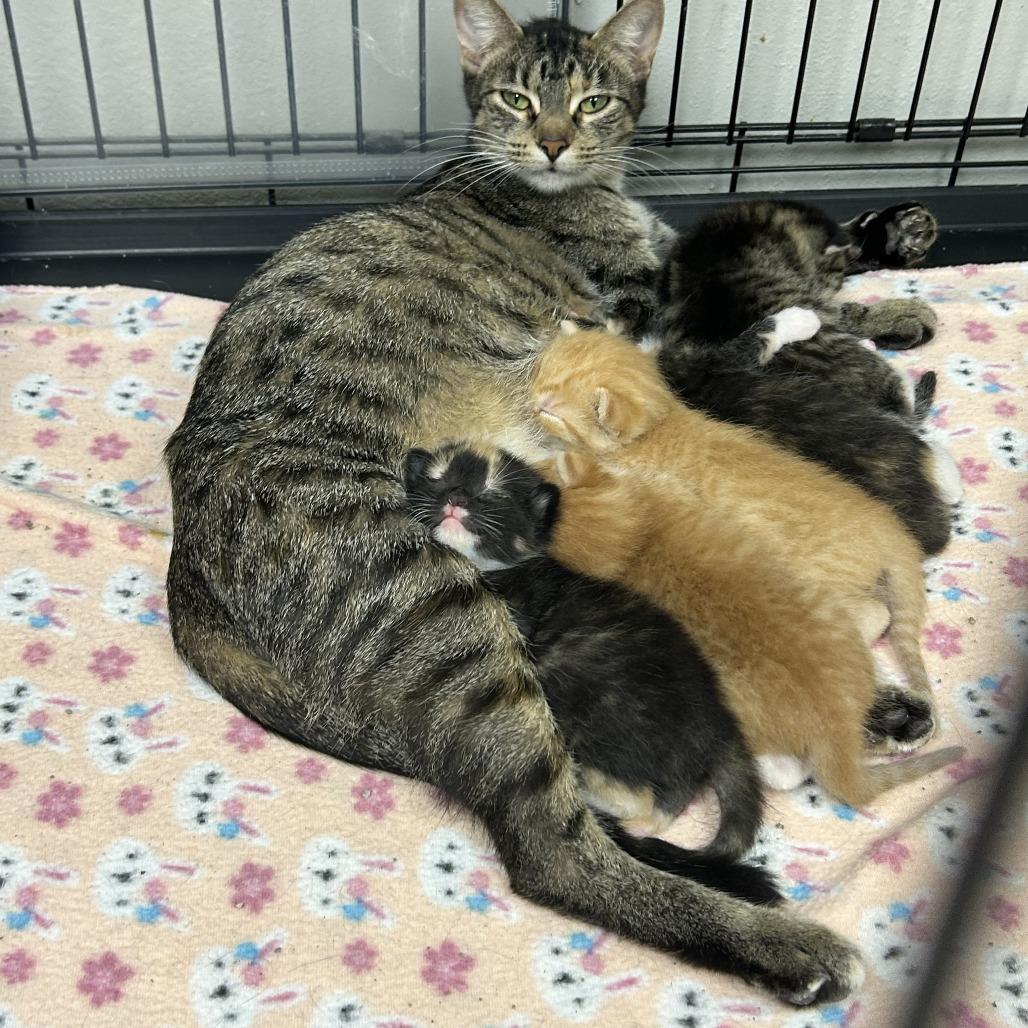 Enlarge ZigZag, a Adoptable Domestic Short Hair in Hannibal, MO image 2/2