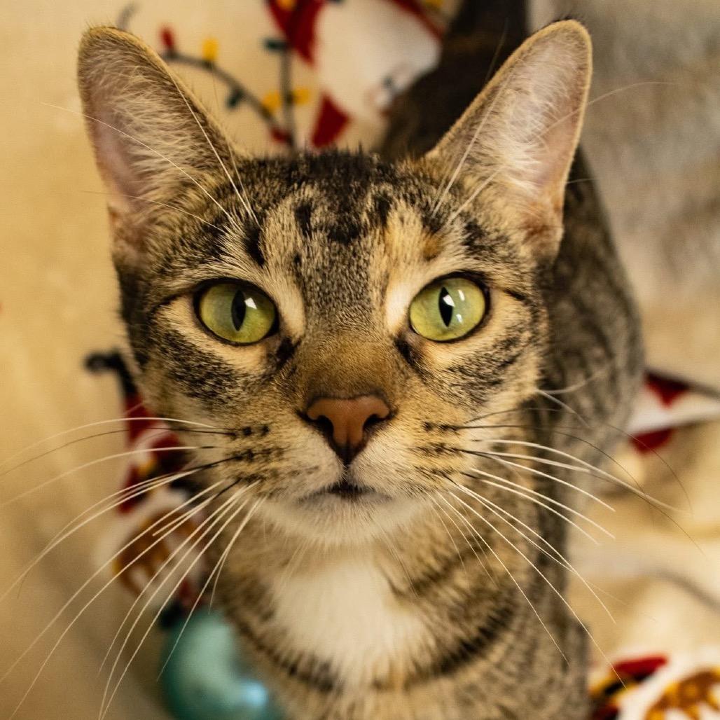 Enlarge ZigZag, a Adoptable Domestic Short Hair in Hannibal, MO image 2/2