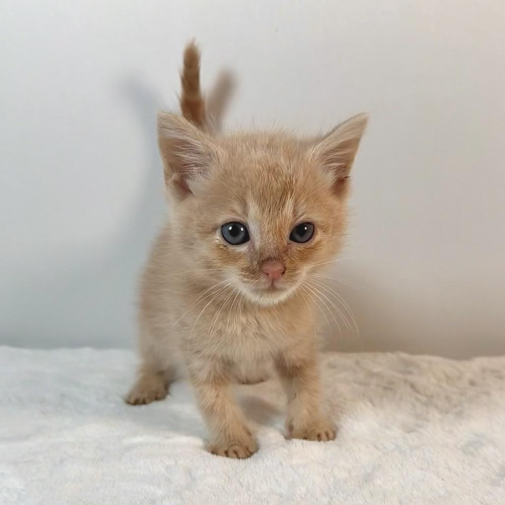 Enlarge Wombat, a Adoptable Domestic Short Hair in Johnson City, TN image 2/3