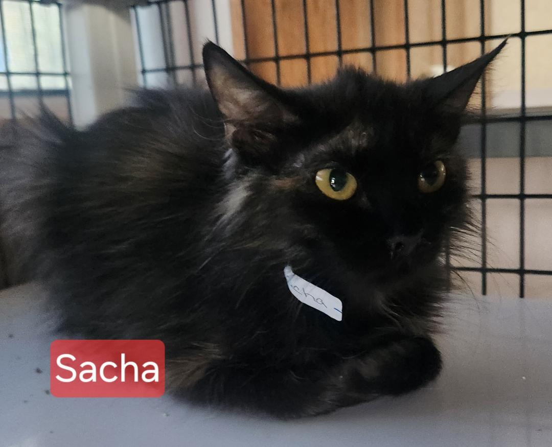 Sacha photo 2