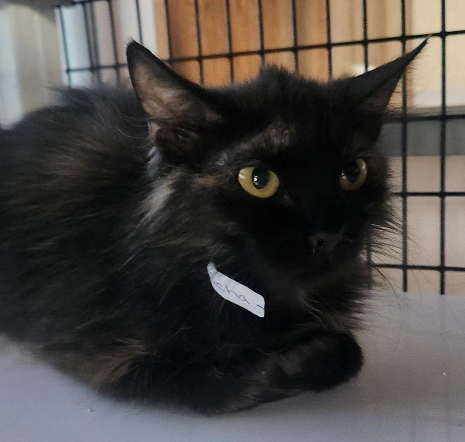 Sacha, Young Female Domestic Short Hair