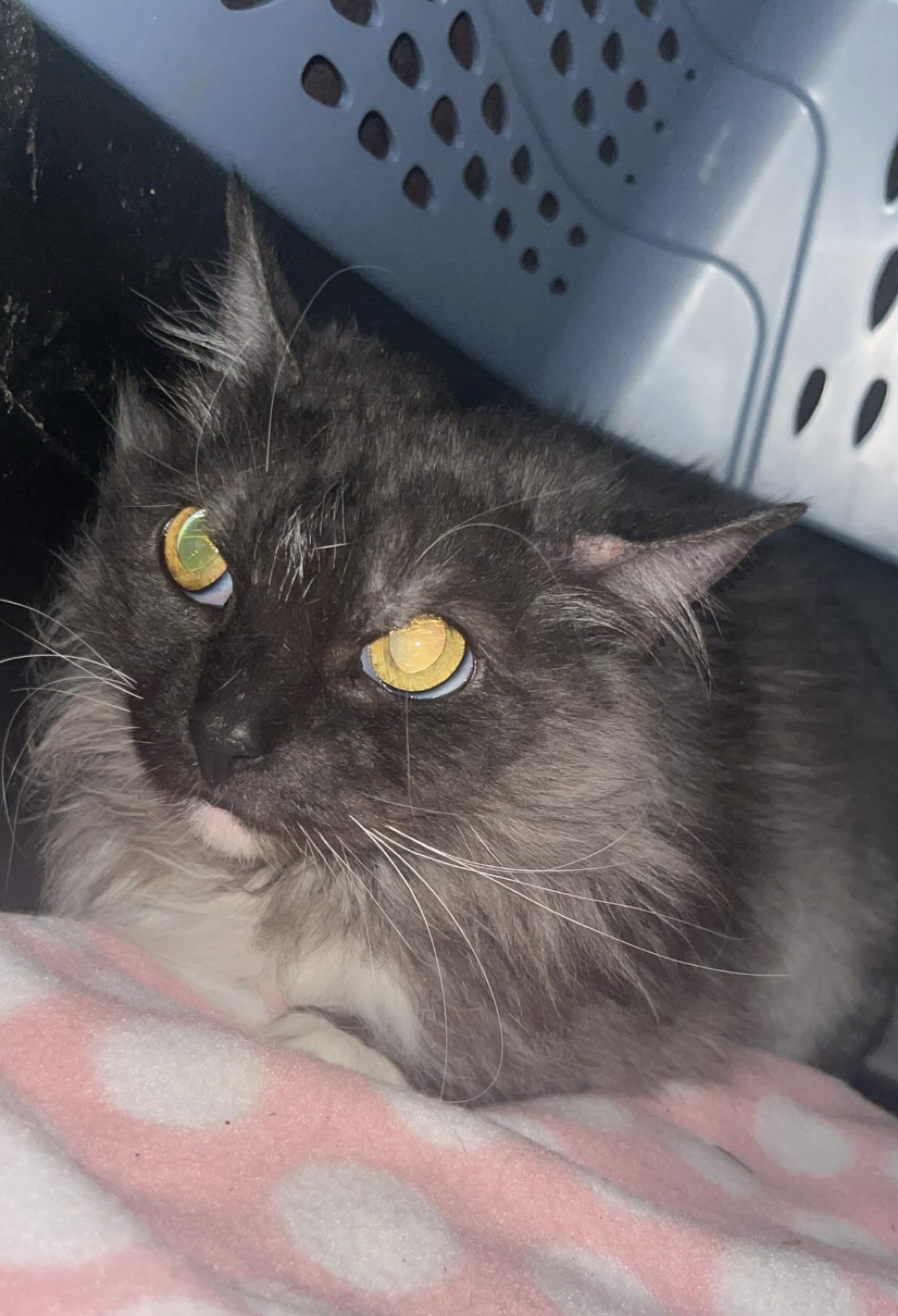 Enlarge Violet Has Known Hardship, Now She Needs Love, a ADOPTABLE mixed breed in Marysville, WA image 3/5