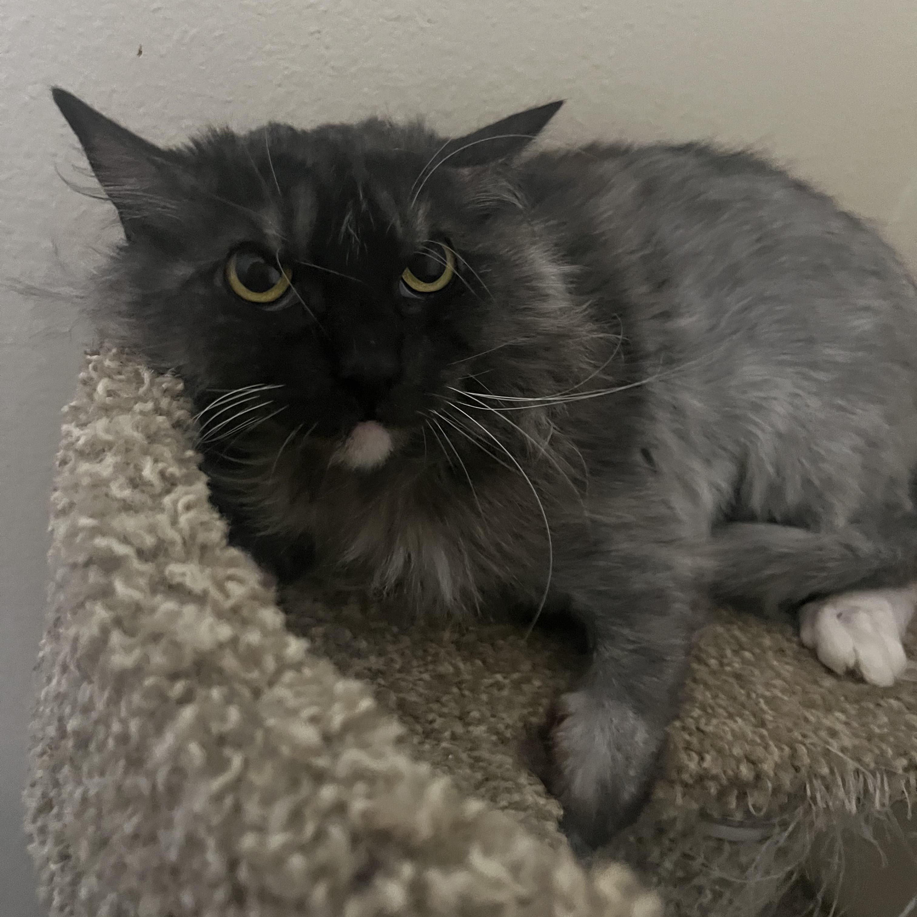 Enlarge Violet Has Known Hardship, Now She Needs Love, a ADOPTABLE mixed breed in Marysville, WA image 4/5