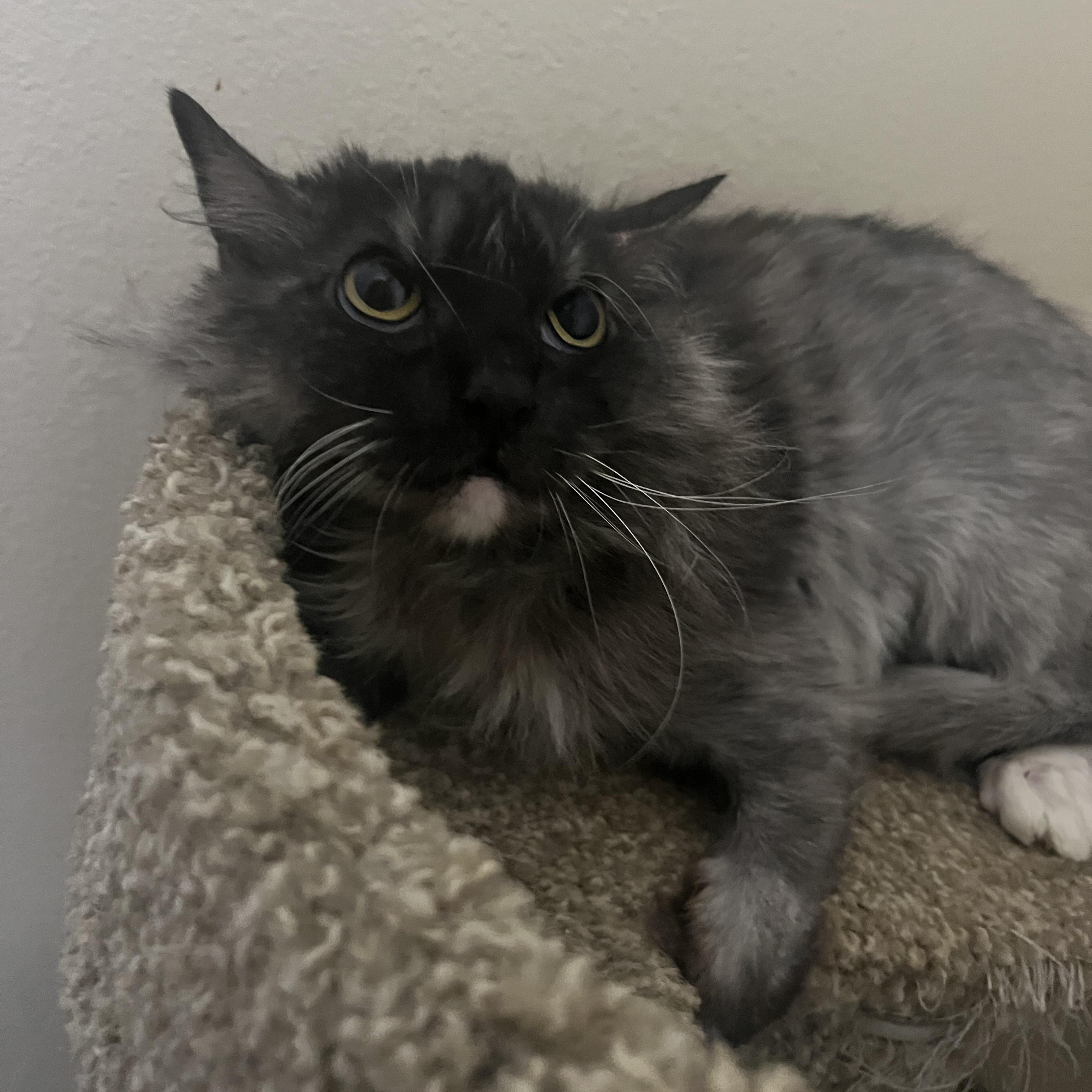 Enlarge Violet Has Known Hardship, Now She Needs Love, a ADOPTABLE mixed breed in Marysville, WA image 2/5