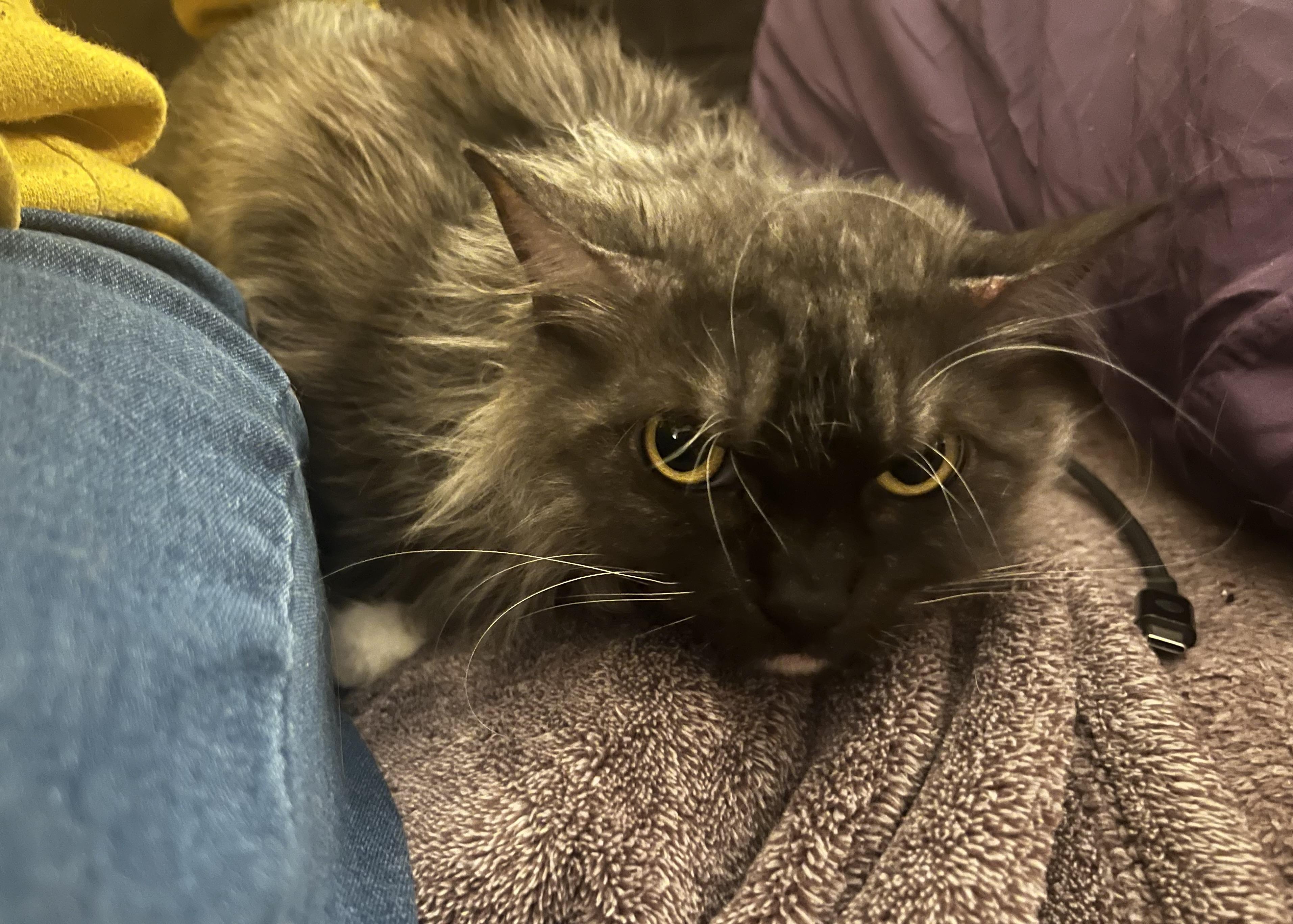 Violet Has Known Hardship, Now She Needs Love, ADOPTABLE, Adult Female Domestic Medium Hair.