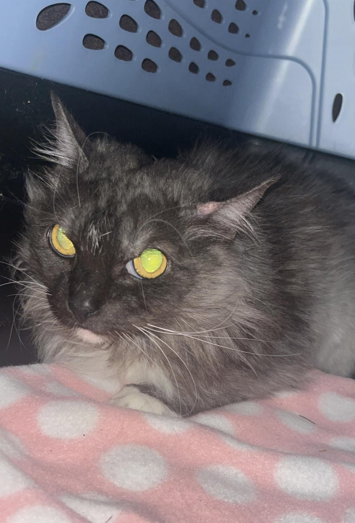 Enlarge Violet Has Known Hardship, Now She Needs Love, a ADOPTABLE mixed breed in Marysville, WA image 5/5