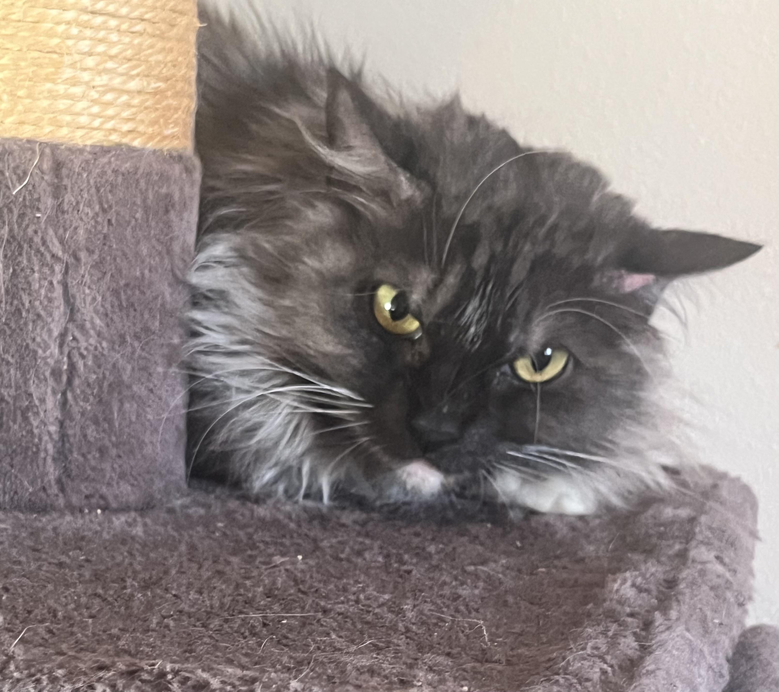 Violet Has Known Hardship, Now She Needs Love, a ADOPTABLE mixed breed in Everett, WA image 5/5