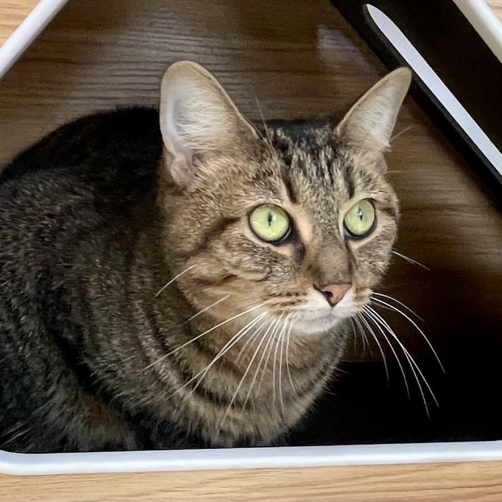 Reba — thumbnail 2