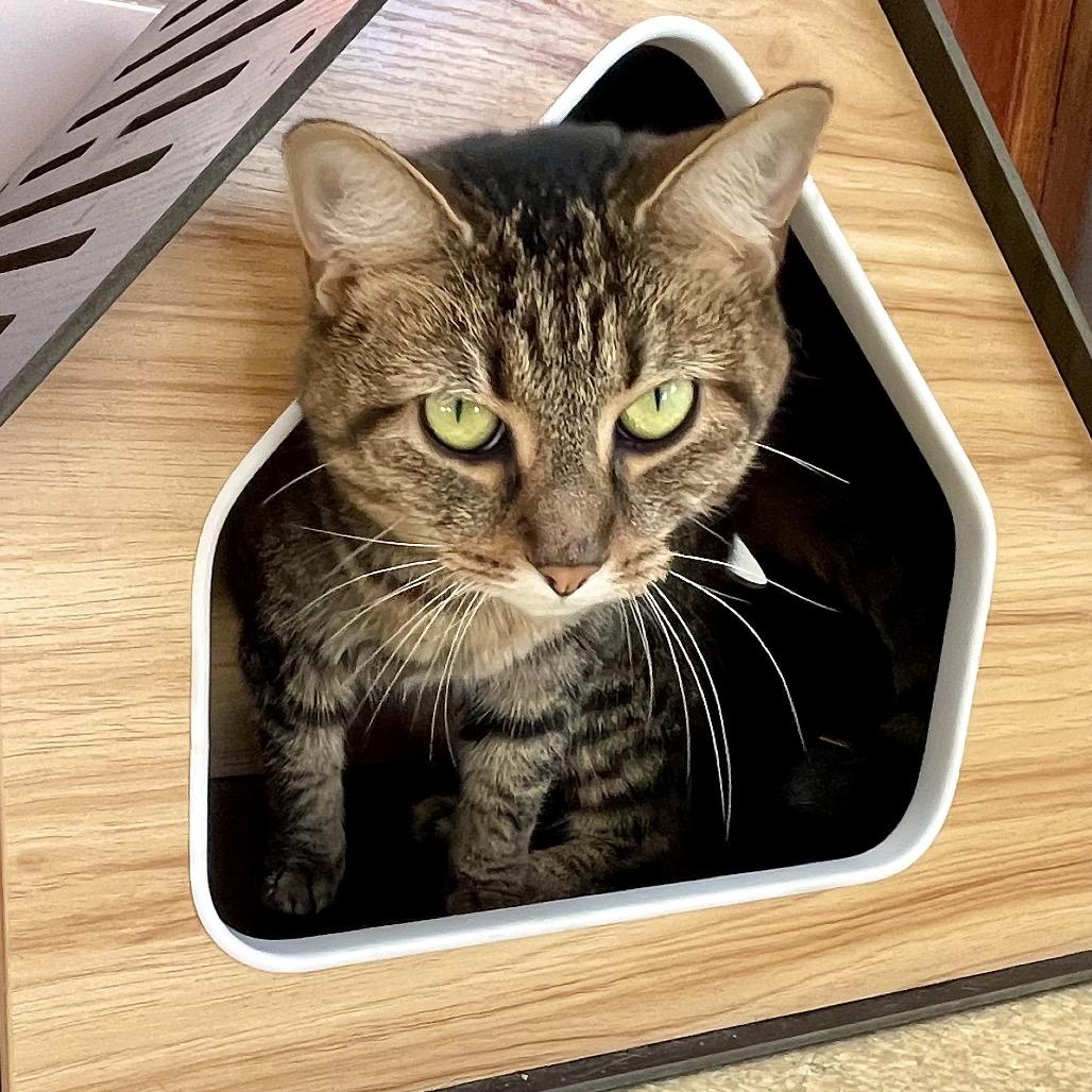 Reba — thumbnail 4