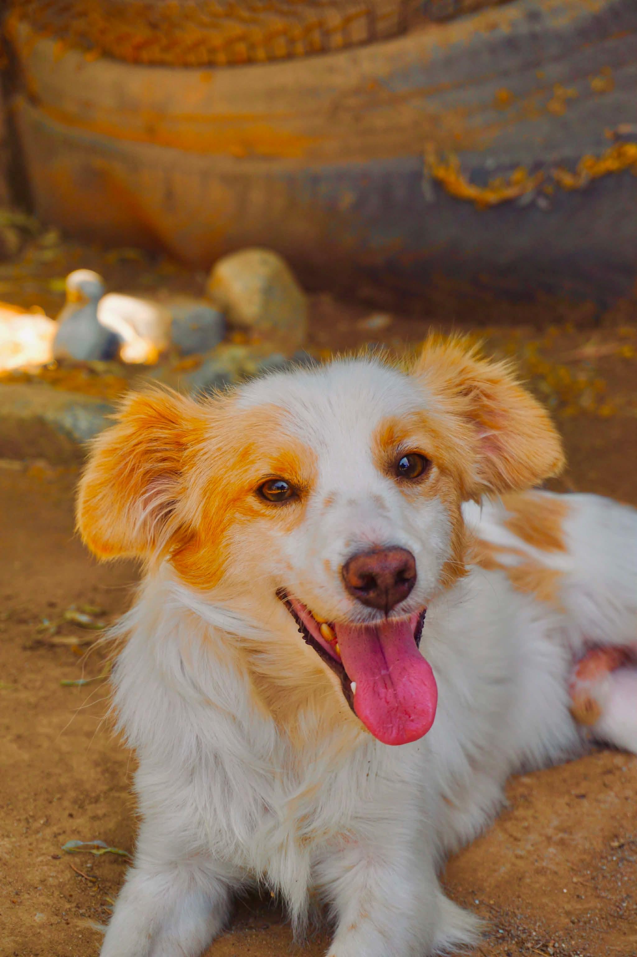 Josh, Adoptable, Young Male Cavalier King Charles Spaniel & Chihuahua.