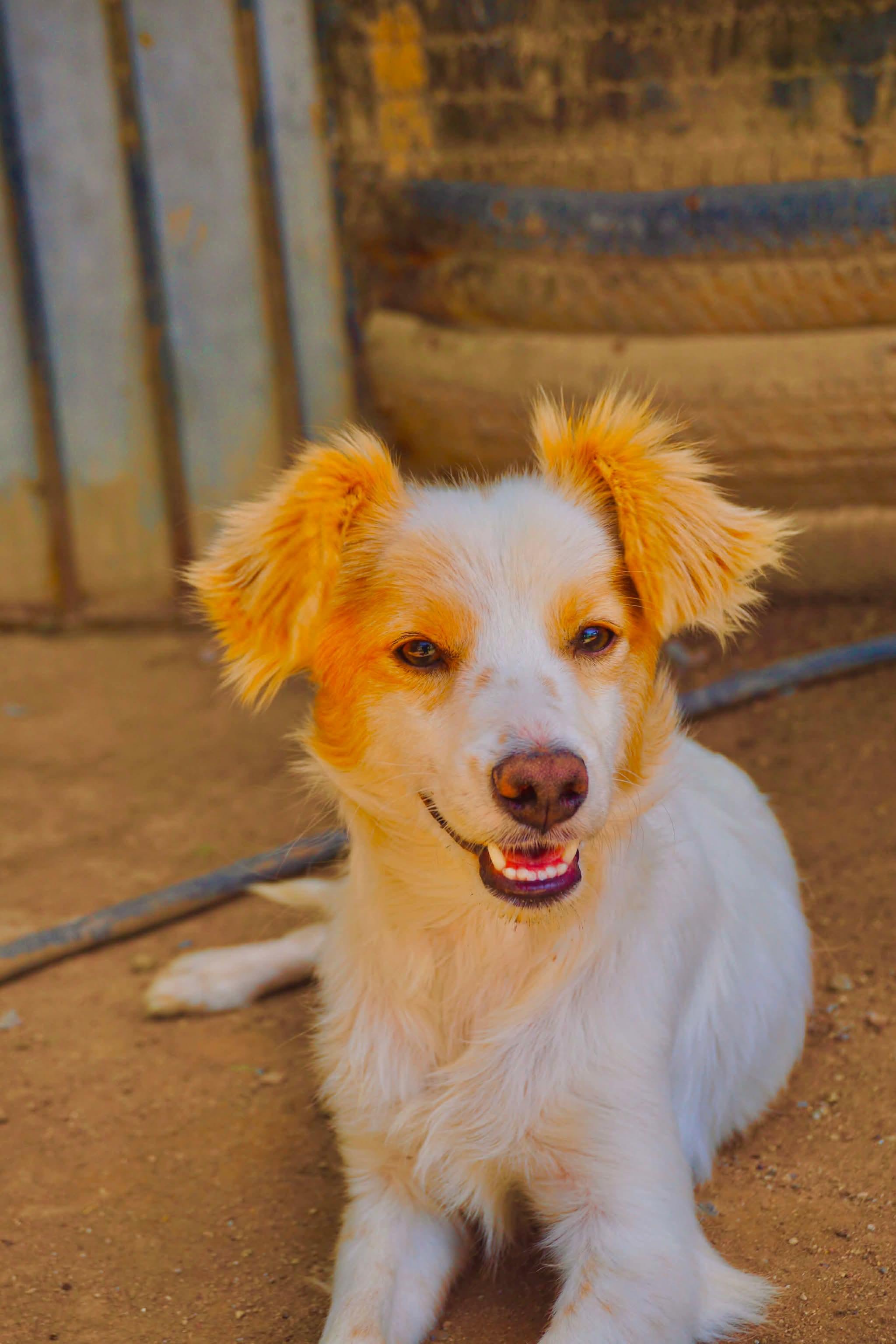 Enlarge Josh, a Adoptable mixed breed in San Diego, CA image 2/2