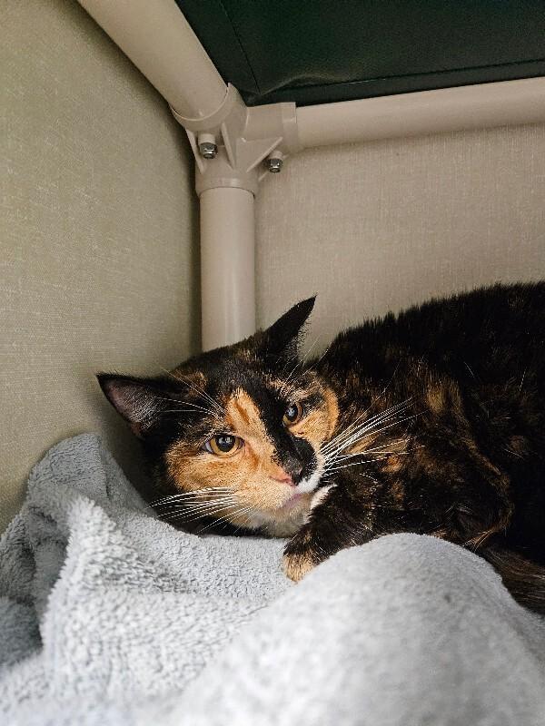 Enlarge Maude, a Adoptable mixed breed in Fort Collins, CO image 1/1