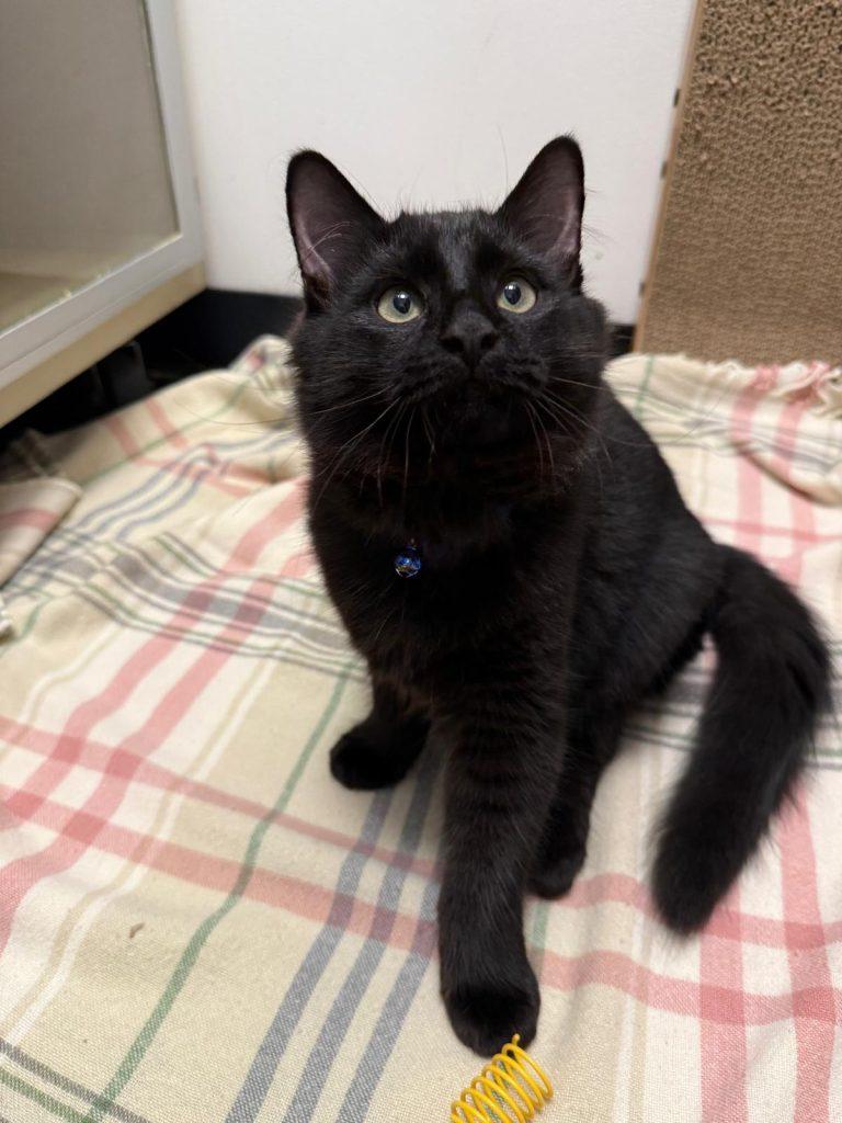 Enlarge Bean, a Adopted Domestic Medium Hair in Brooklyn, NY image 1/3