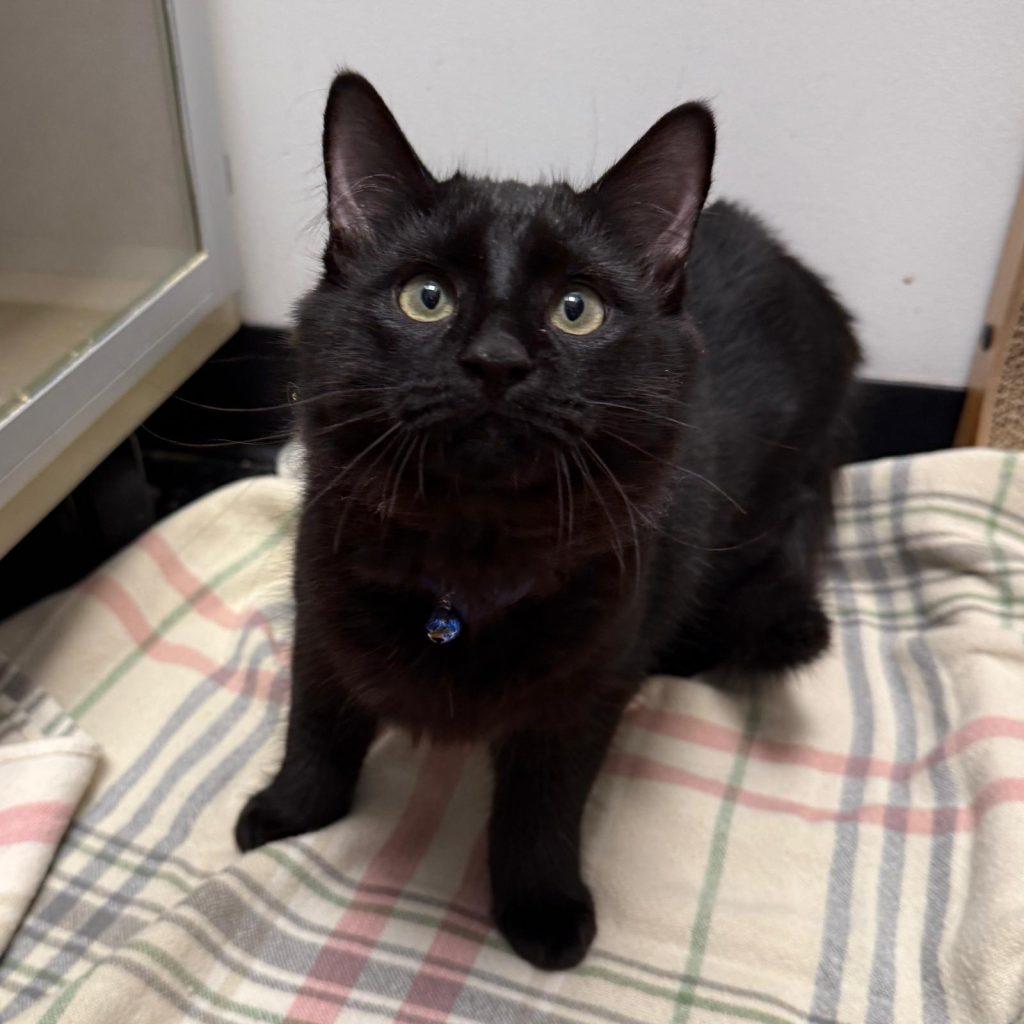 Enlarge Bean, a Adopted Domestic Medium Hair in Brooklyn, NY image 2/3