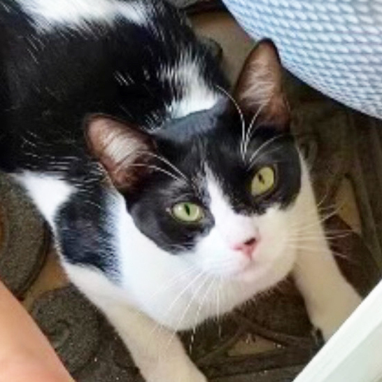 Jersey, a Adoptable Domestic Short Hair in Murrieta, CA image 6/6