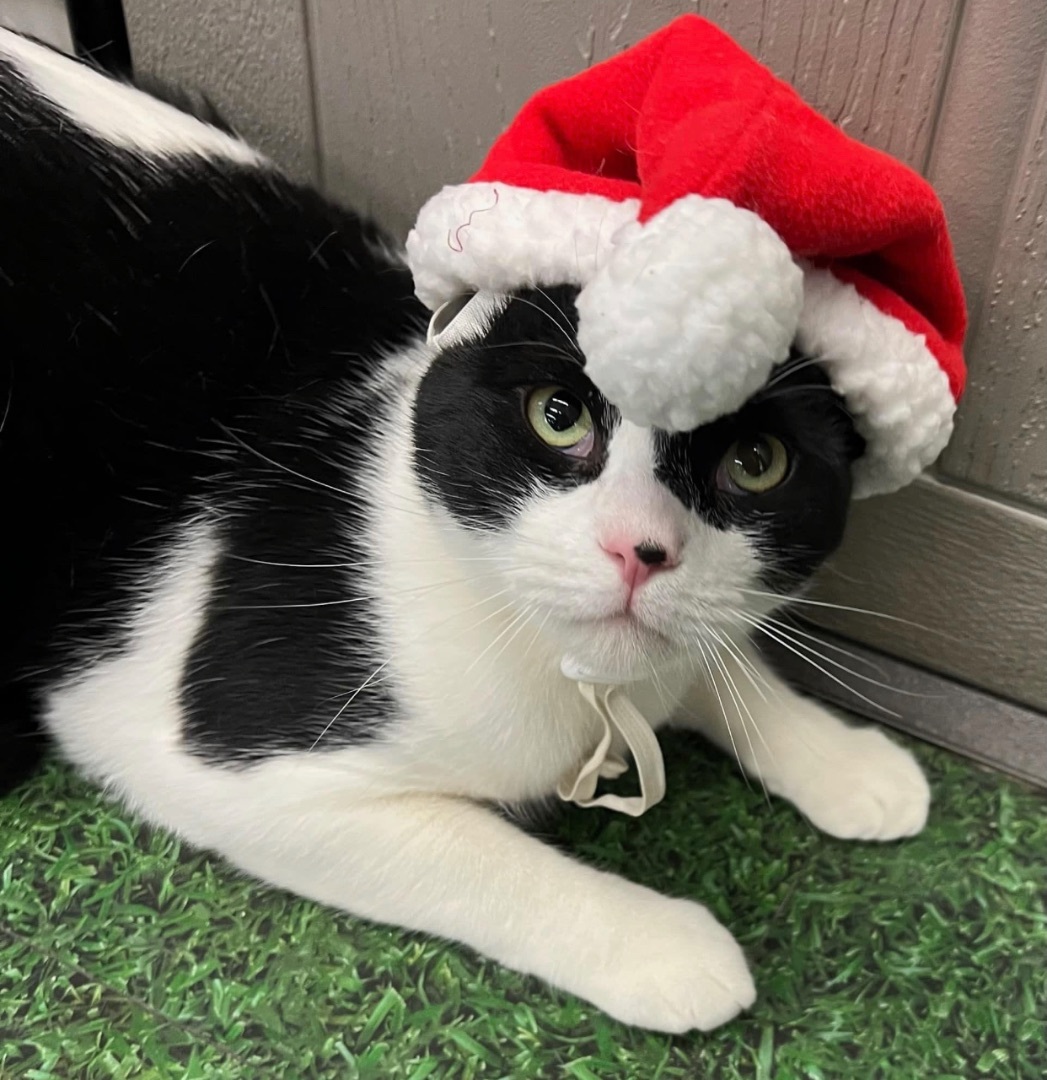 Jersey, a Adoptable Domestic Short Hair in Murrieta, CA image 5/6