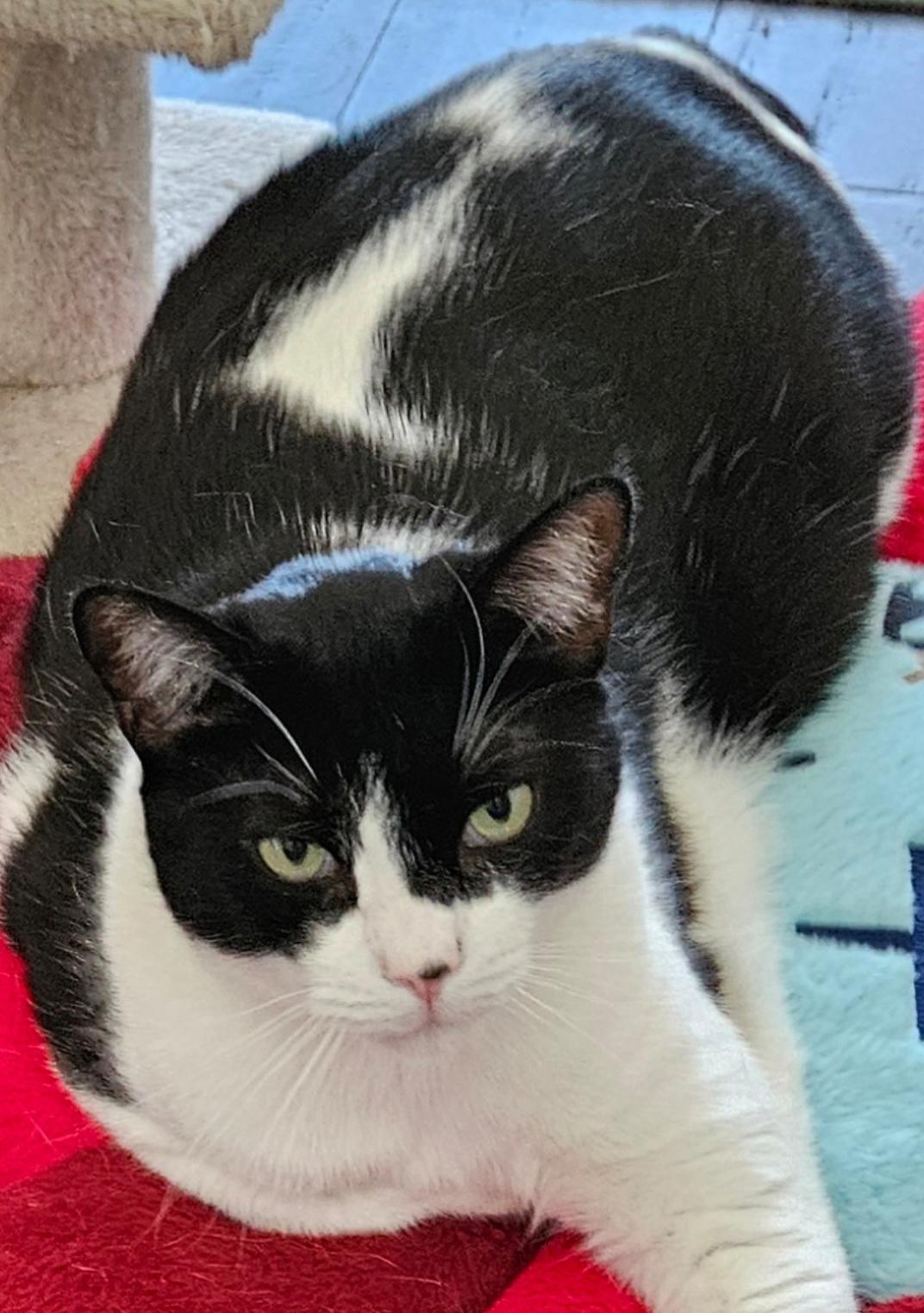 Jersey, a Adoptable Domestic Short Hair in Murrieta, CA image 3/6