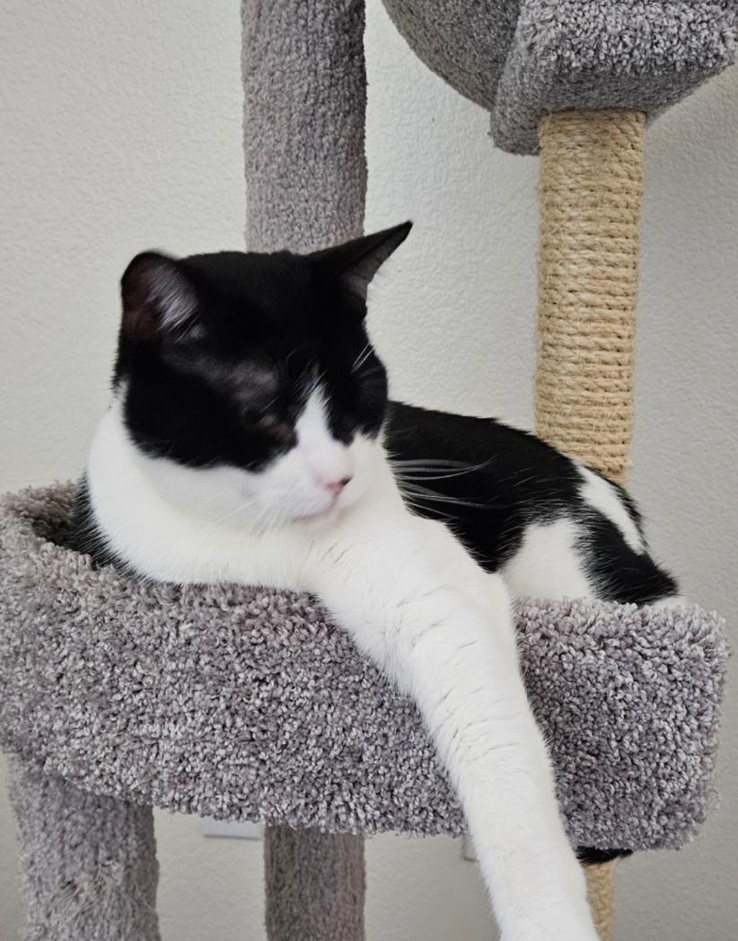 Jersey, a Adoptable Domestic Short Hair in Murrieta, CA image 1/6