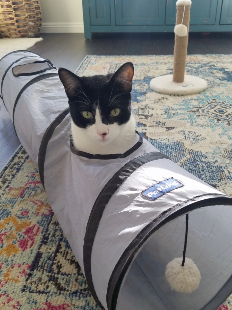 Jersey, a Adoptable Domestic Short Hair in Murrieta, CA image 4/6