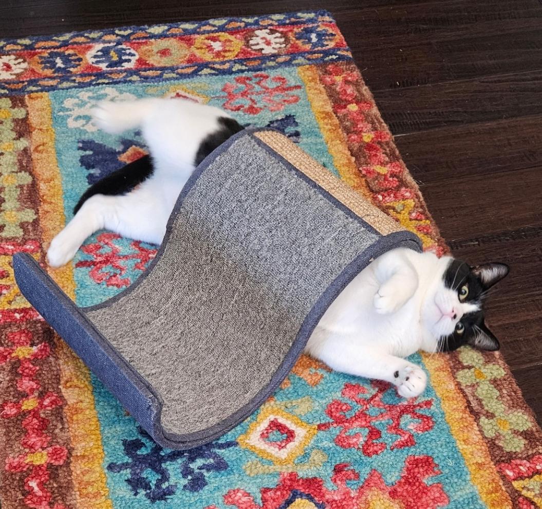 Jersey, a Adoptable Domestic Short Hair in Murrieta, CA image 2/6