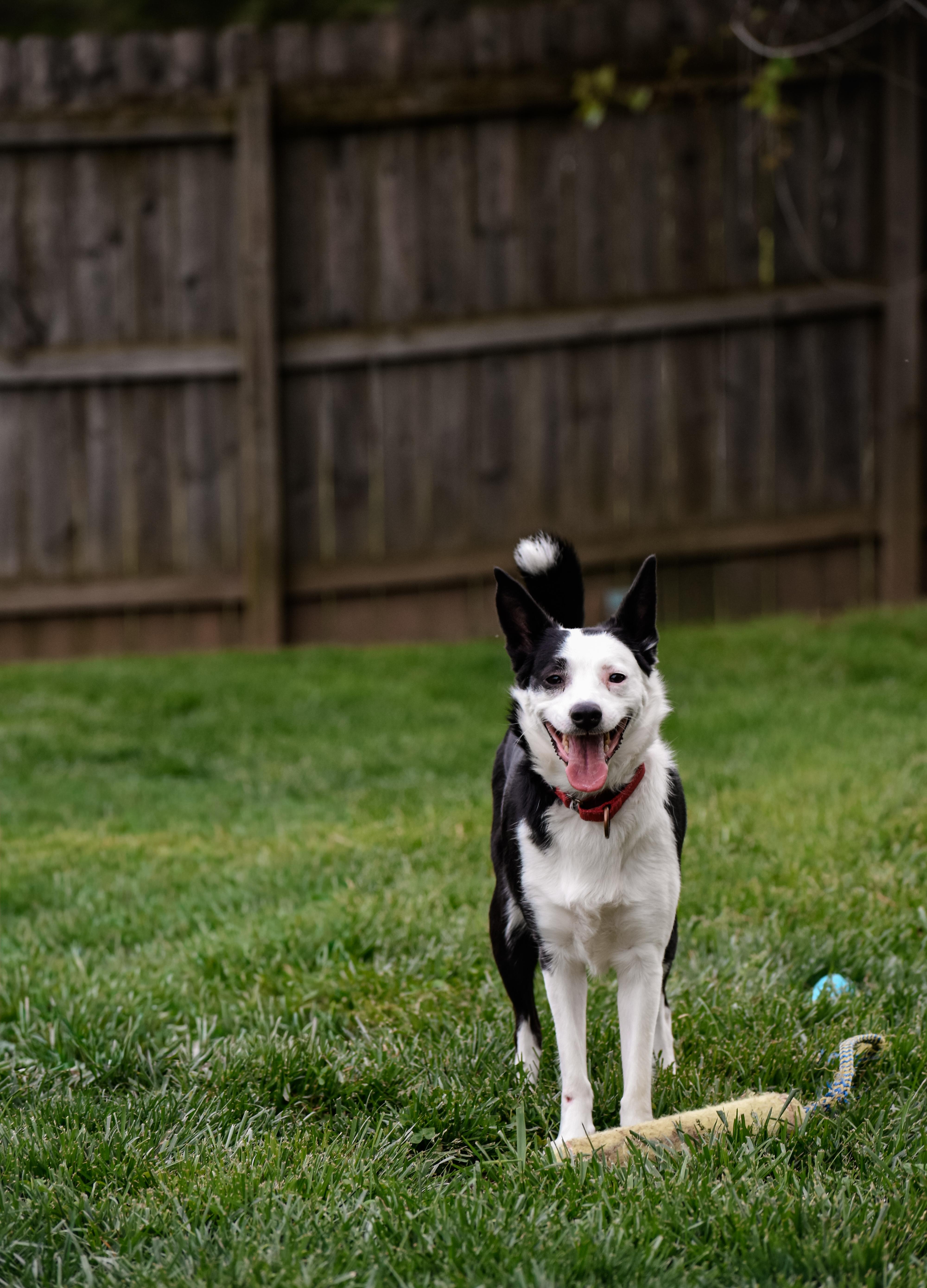 Freeze, ADOPTABLE, Adult Female Border Collie.