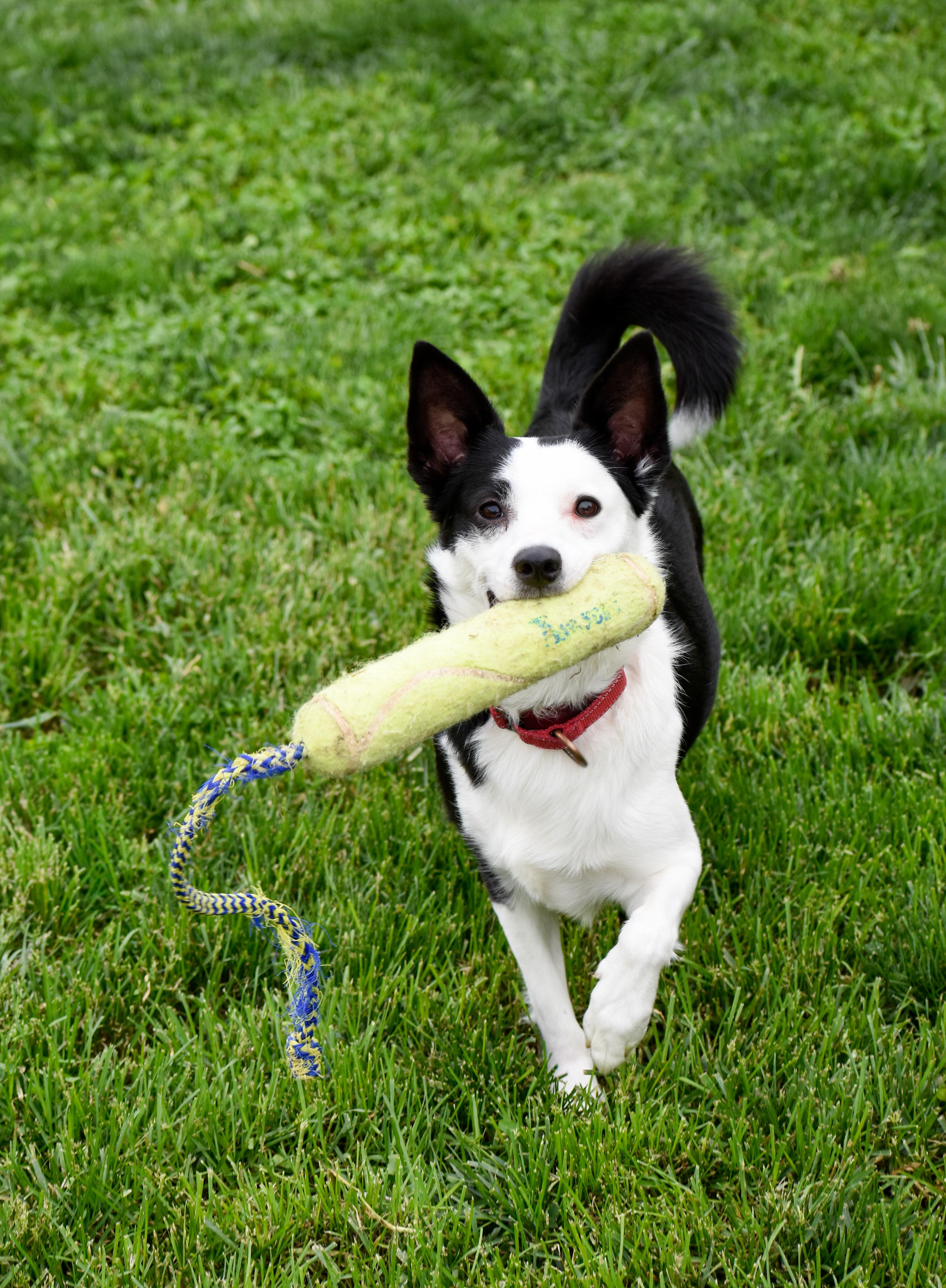 Freeze, a ADOPTABLE mixed breed in Indianapolis, IN image 2/4