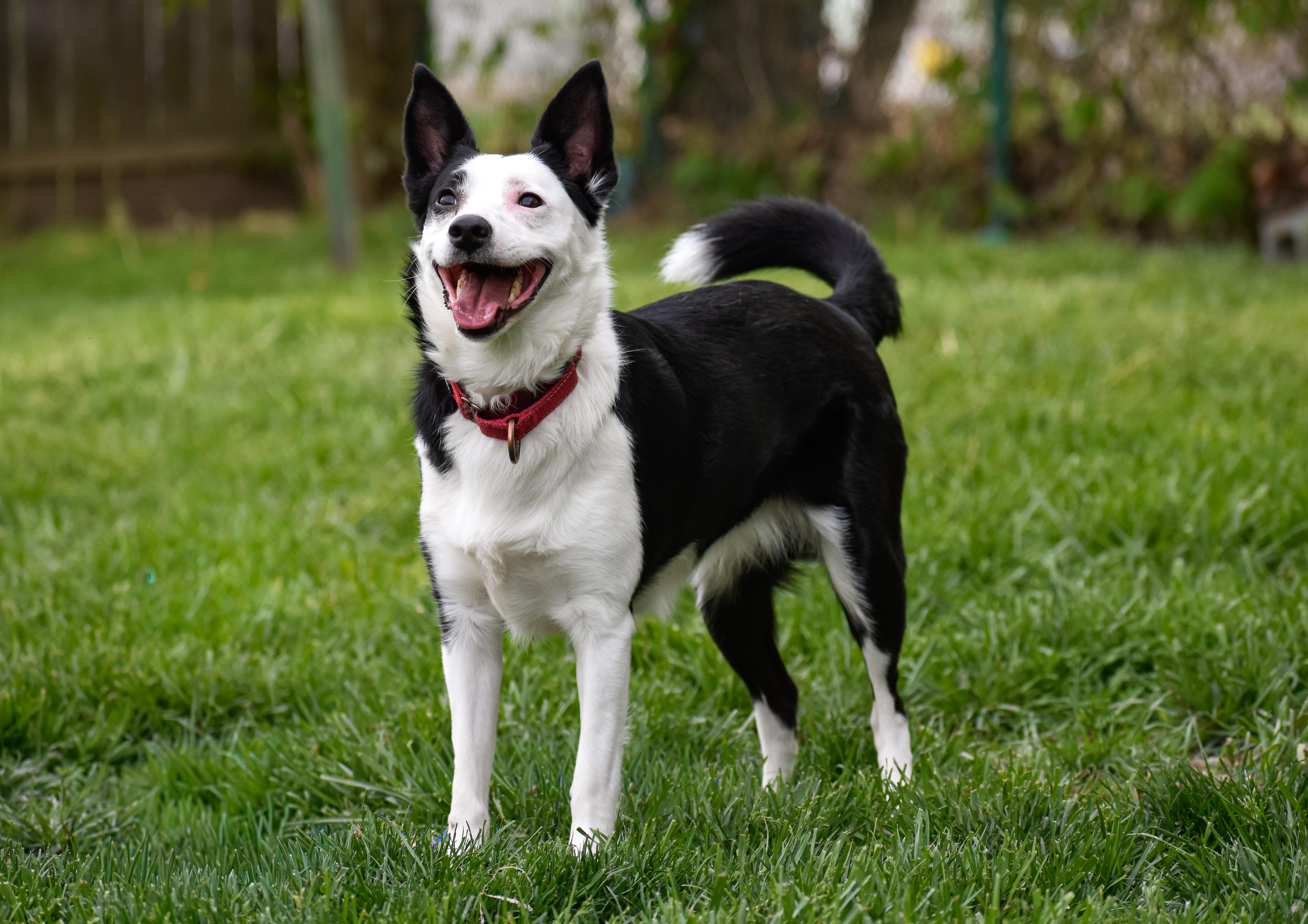 Freeze, a ADOPTABLE mixed breed in Indianapolis, IN image 3/4