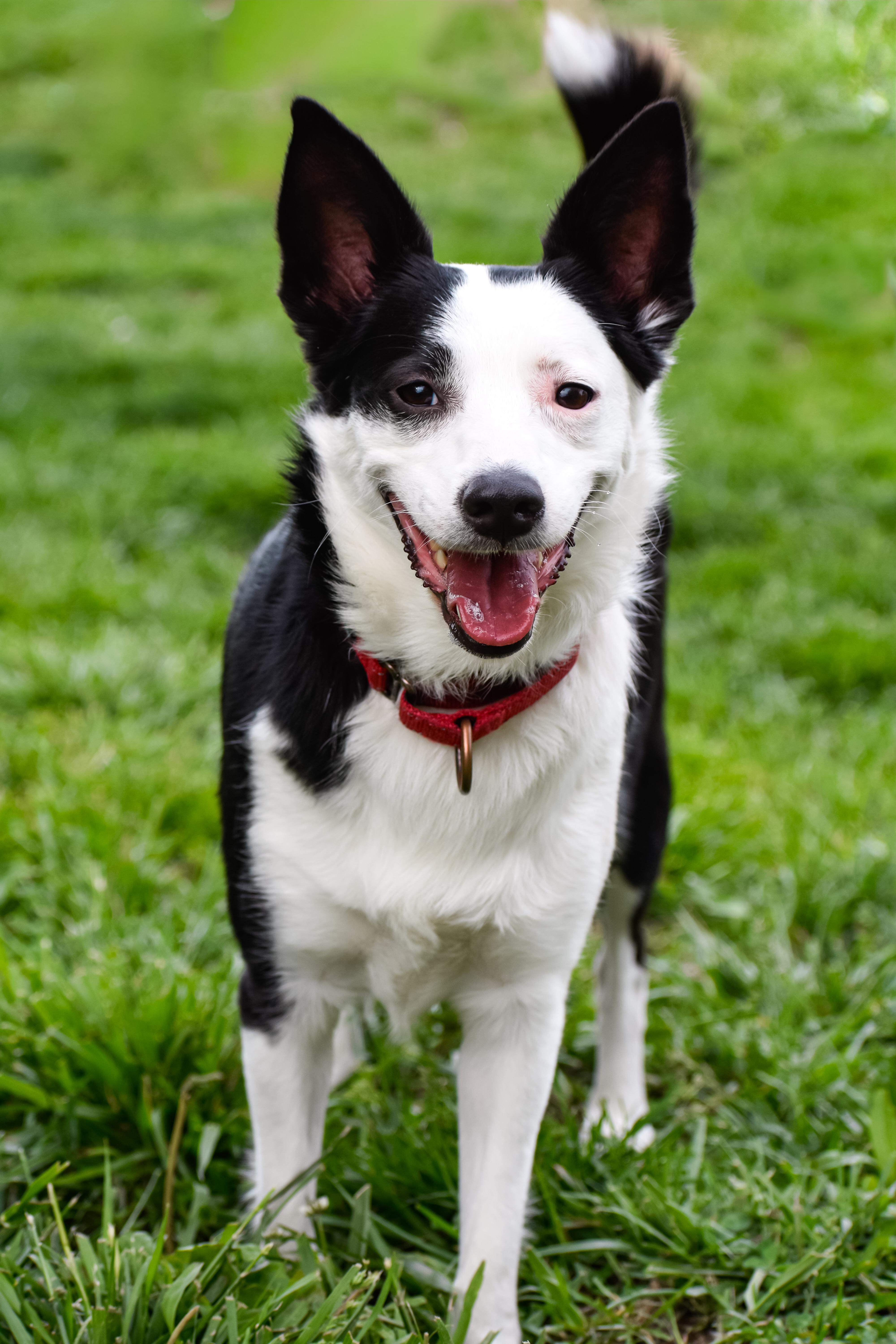 Freeze, a ADOPTABLE mixed breed in Indianapolis, IN image 4/4