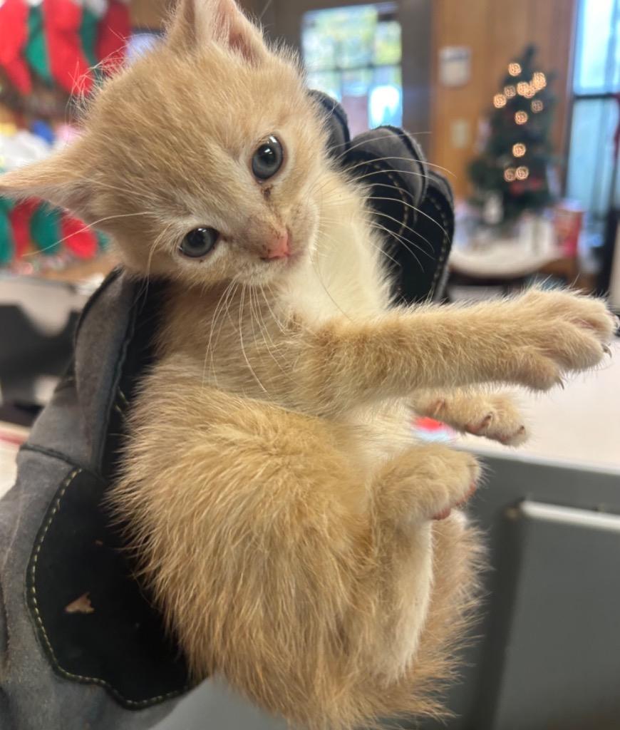 Holly, Adopted, Young Female Domestic Long Hair.