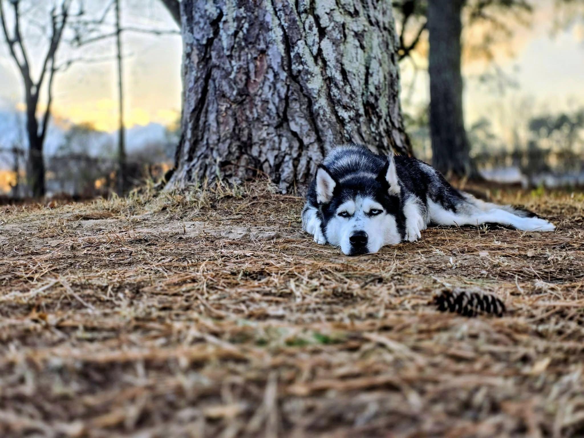 Jane, an adopted Siberian Husky in grant, AL image 2/4
