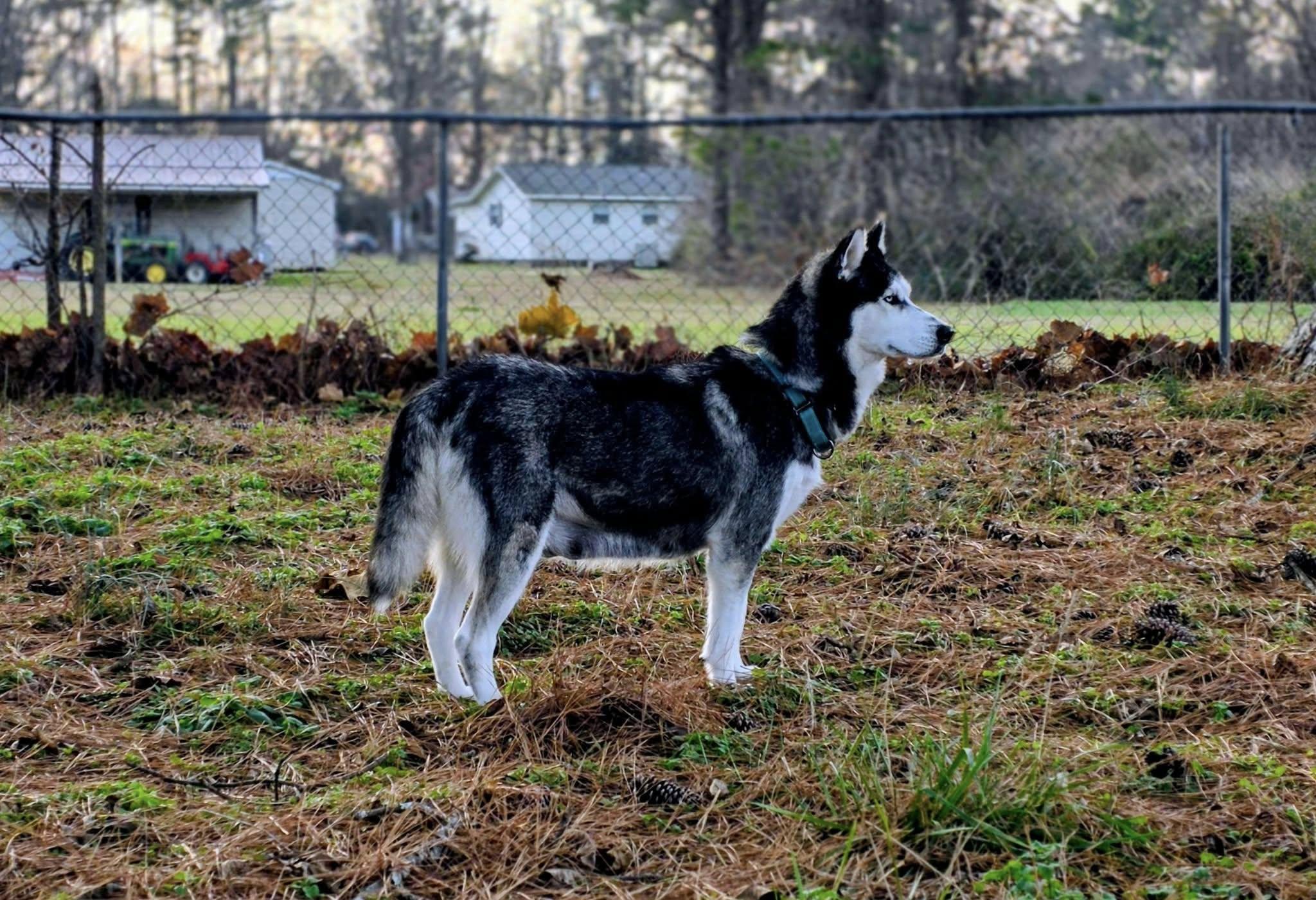 Jane, an adopted Siberian Husky in grant, AL image 4/4