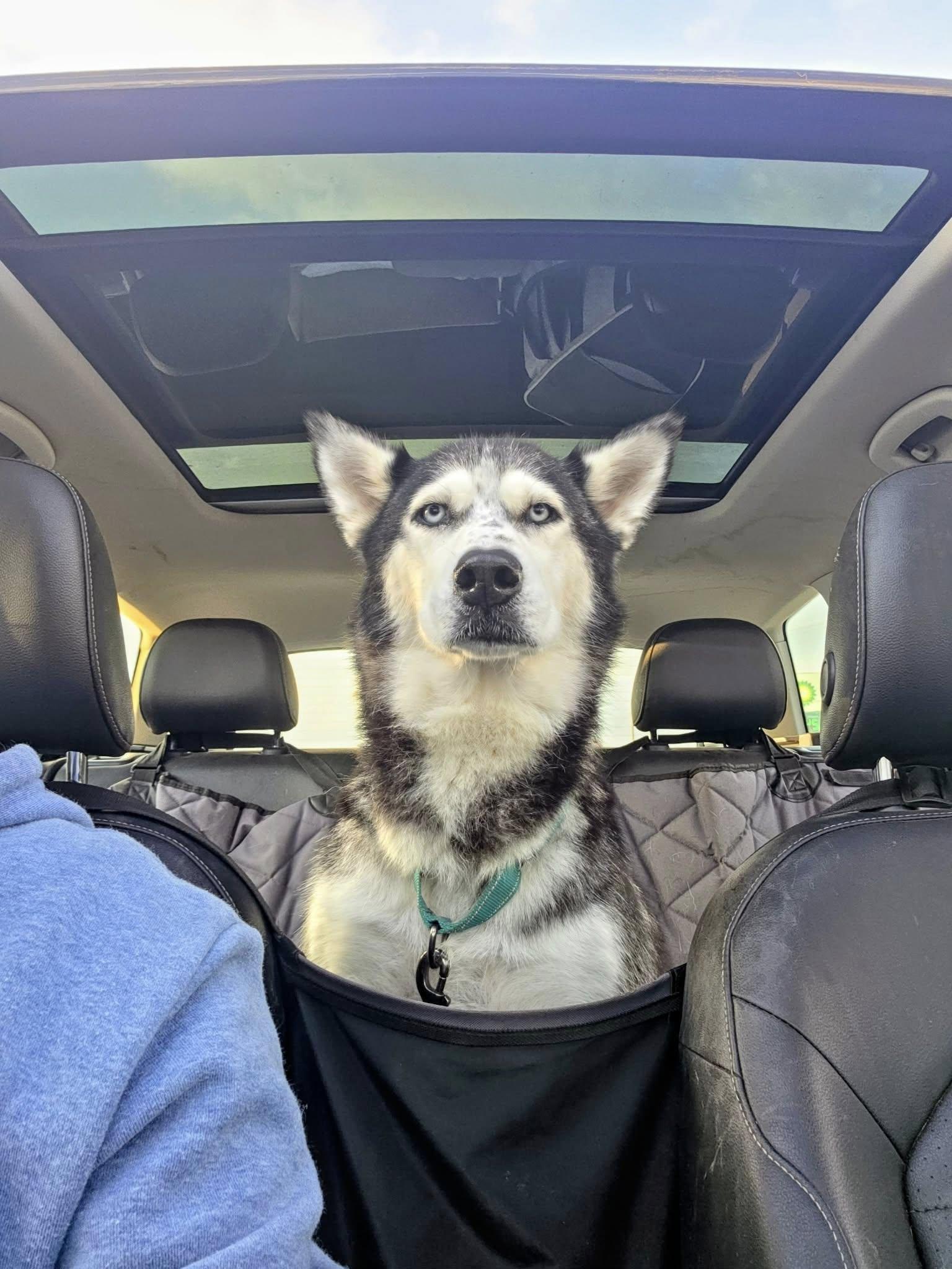 Jane, an adopted Siberian Husky in grant, AL image 3/4