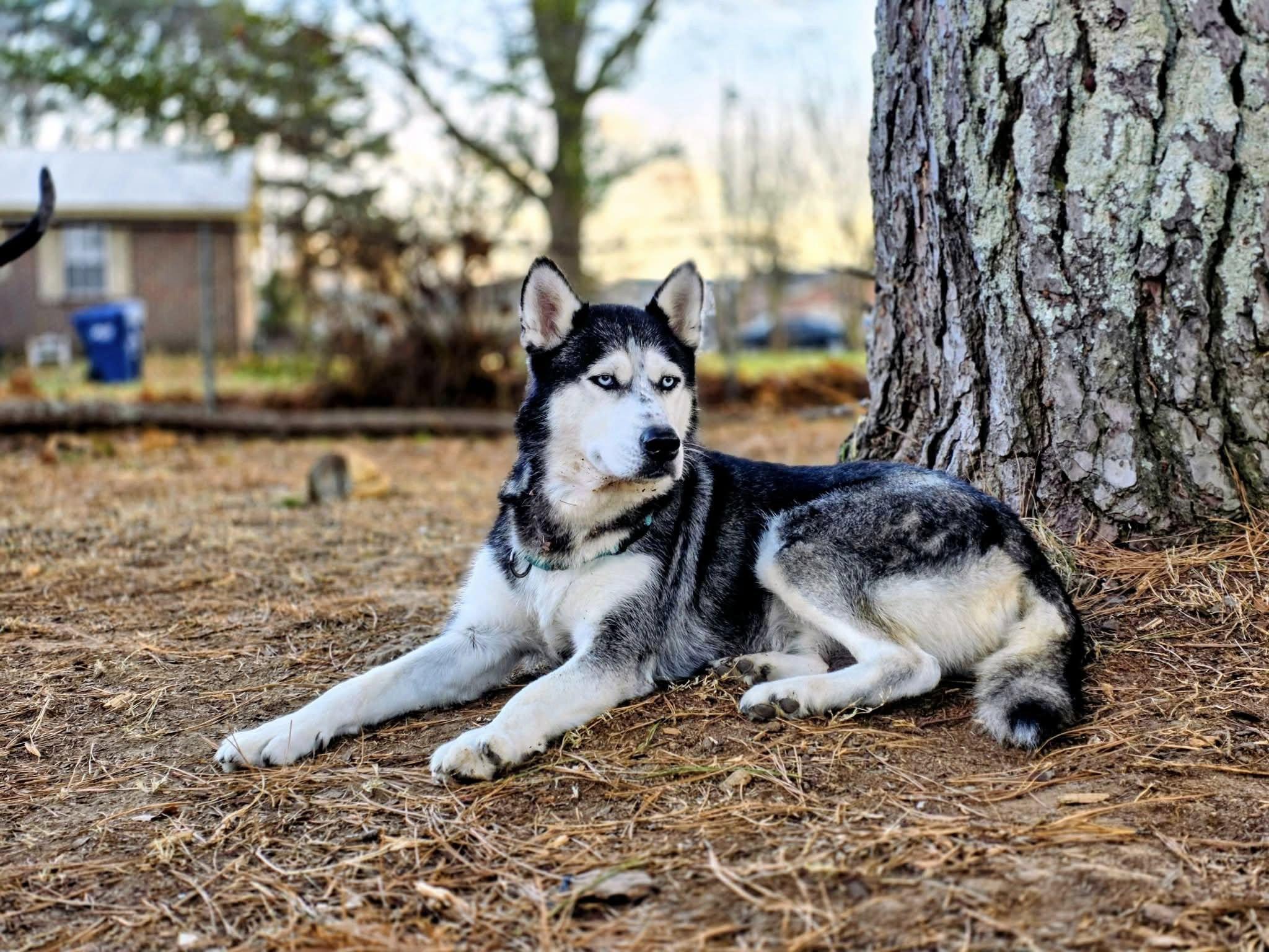 Jane, an adopted Siberian Husky in grant, AL image 1/4
