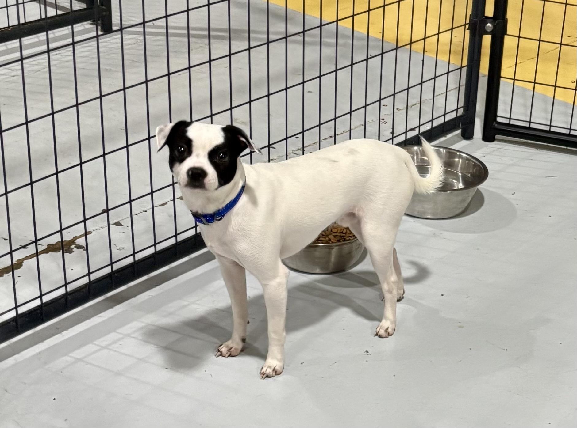 Enlarge BANDIT, a Adopted mixed breed in Owensboro, KY image 2/3