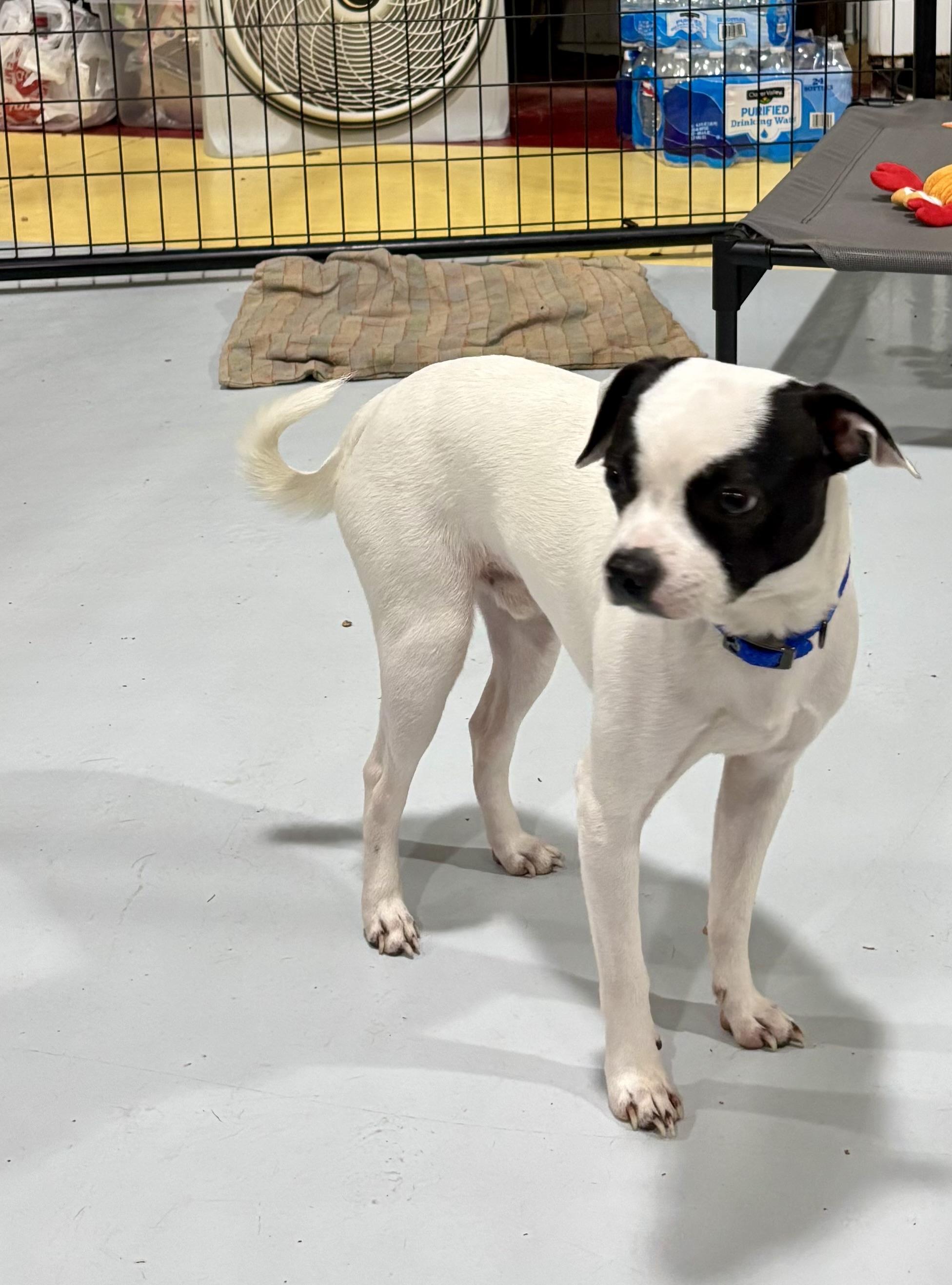 Enlarge BANDIT, a Adopted mixed breed in Owensboro, KY image 1/3