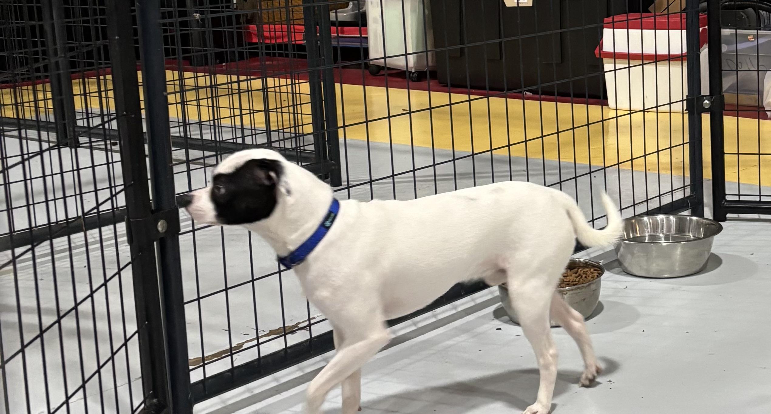 Enlarge BANDIT, a Adopted mixed breed in Owensboro, KY image 3/3