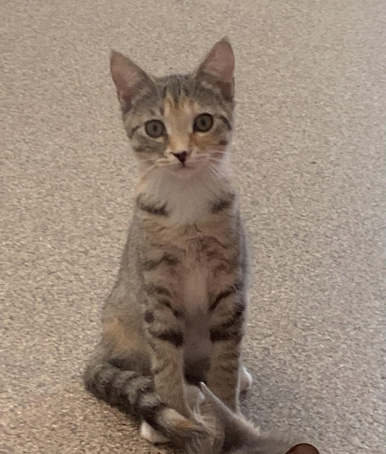 Kailani, a Adoptable Domestic Short Hair in Sanford, FL image 1/2