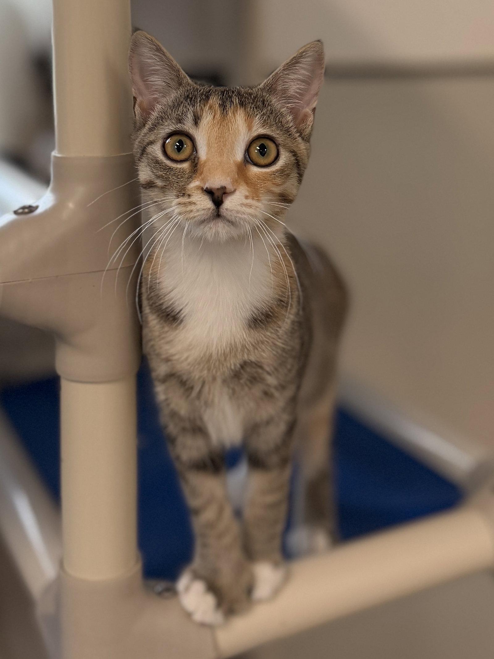 Enlarge Kailani, a Adoptable Domestic Short Hair in Sanford, FL image 2/3