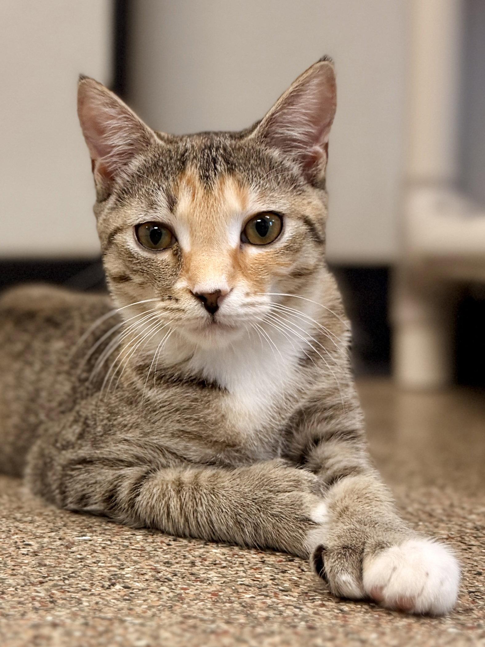 Enlarge Kailani, a Adoptable Domestic Short Hair in Sanford, FL image 3/3