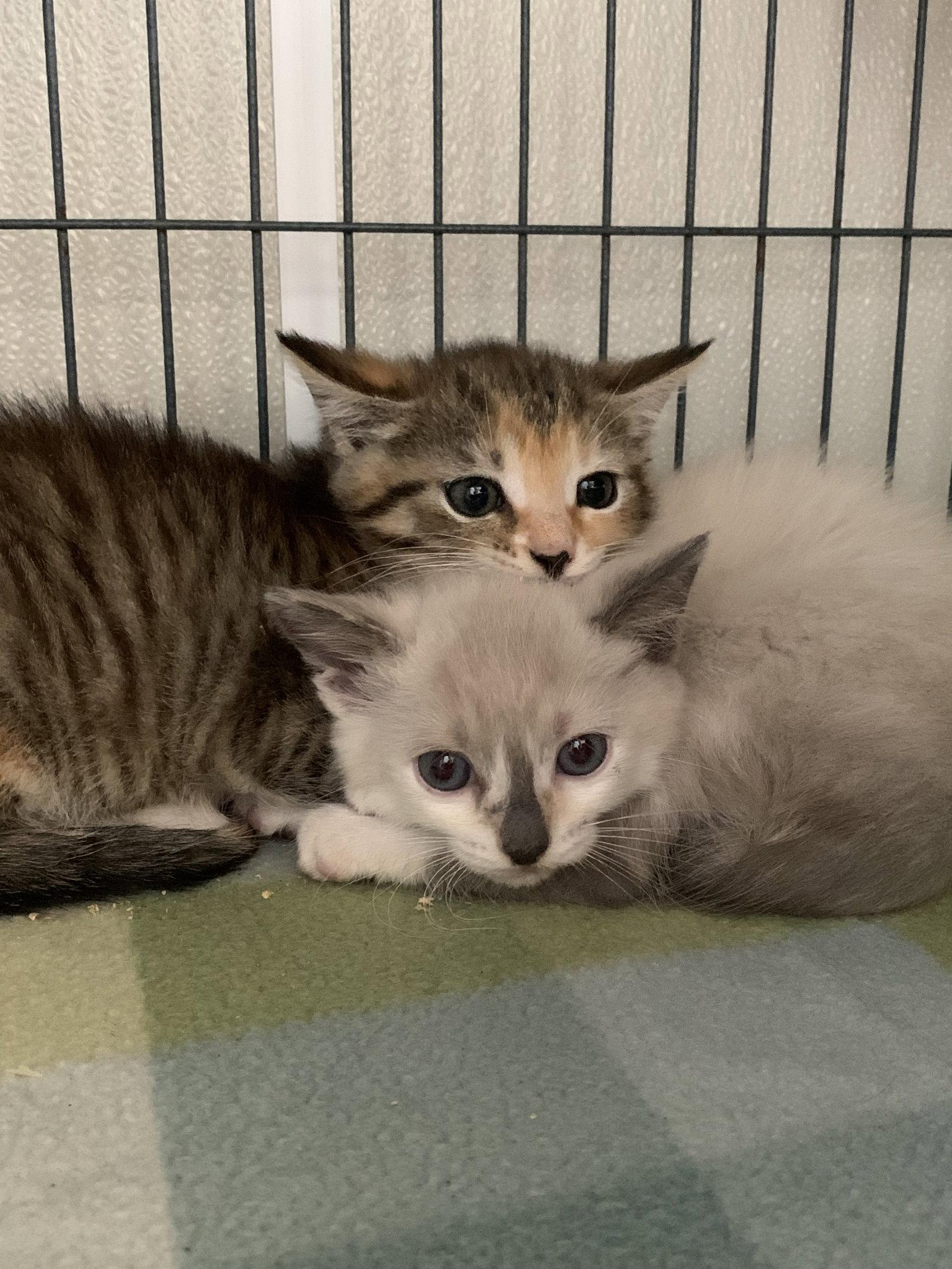Kailani, a Adoptable Domestic Short Hair in Sanford, FL image 2/2