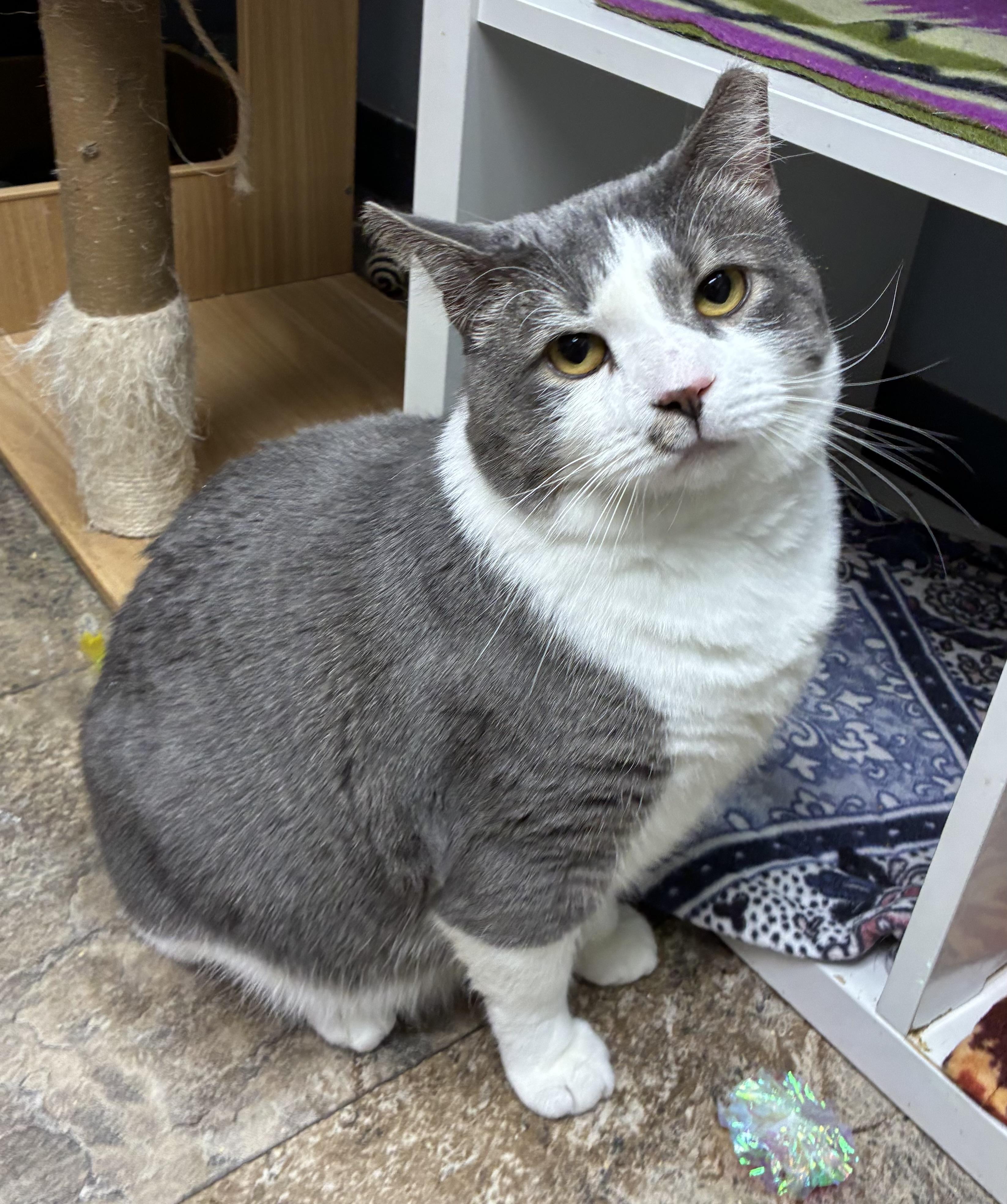 Smooch, a ADOPTABLE Domestic Short Hair in Breinigsville, PA image 1/4