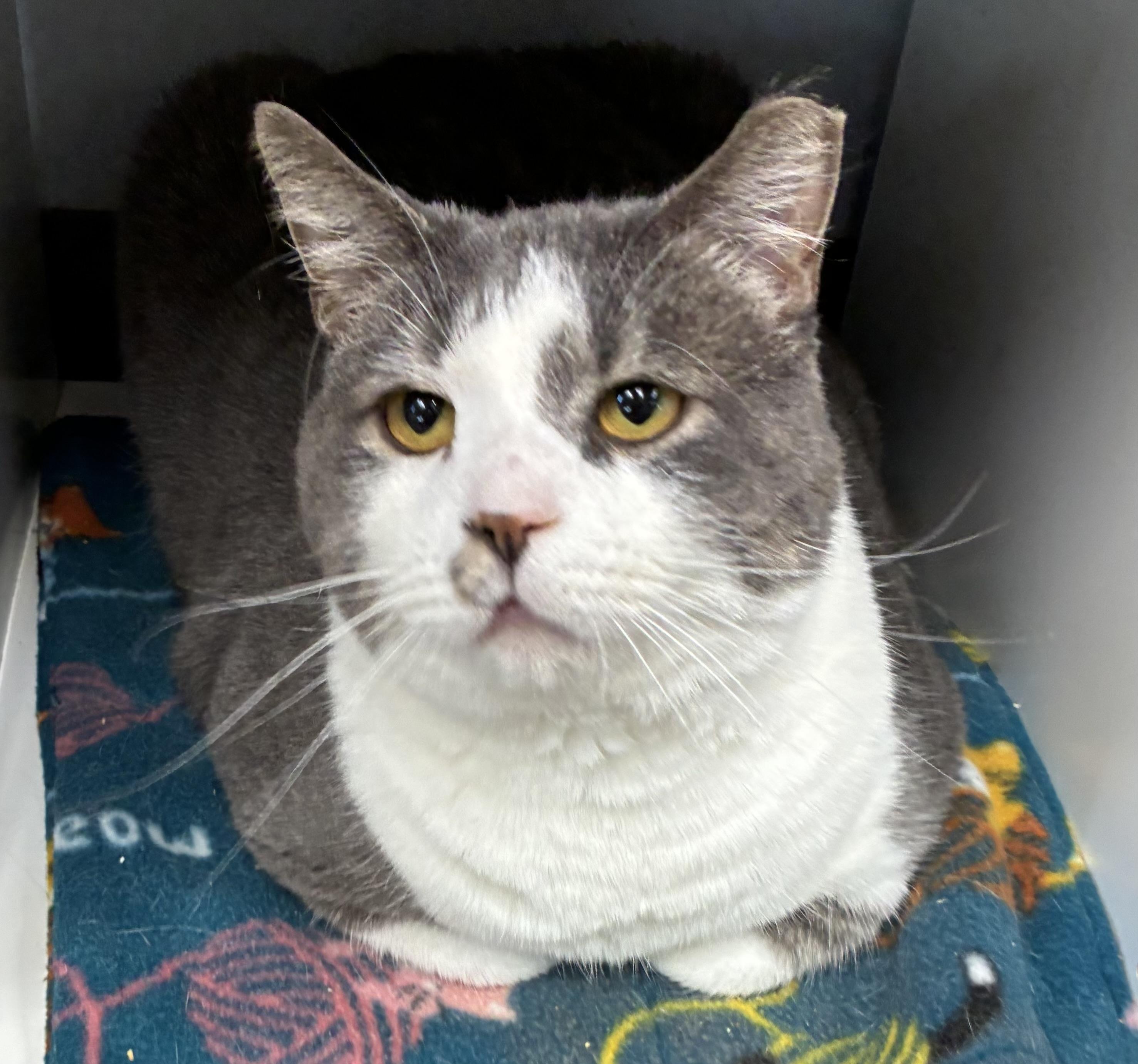 Smooch, a ADOPTABLE Domestic Short Hair in Breinigsville, PA image 4/4