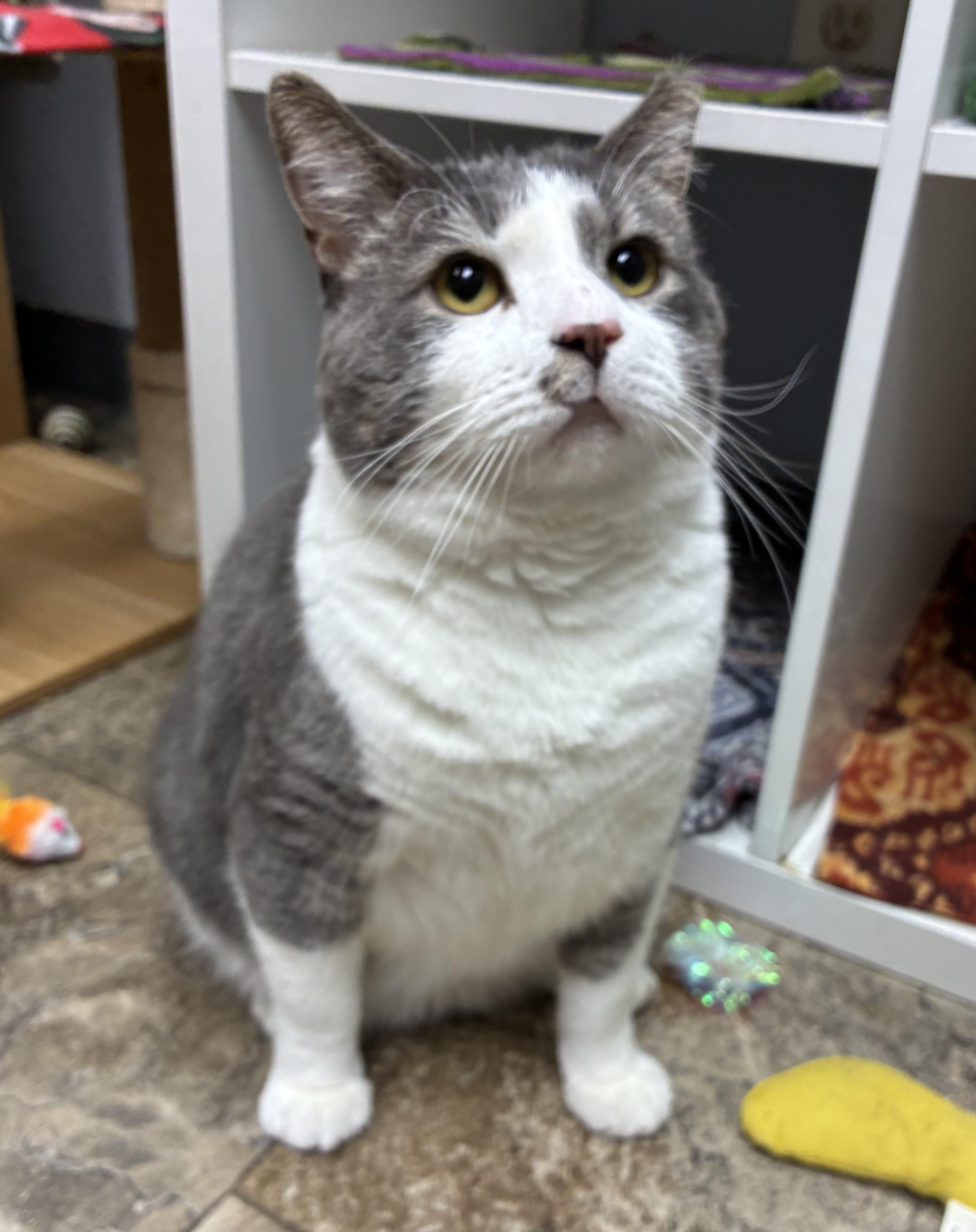 Smooch, a ADOPTABLE Domestic Short Hair in Breinigsville, PA image 2/4