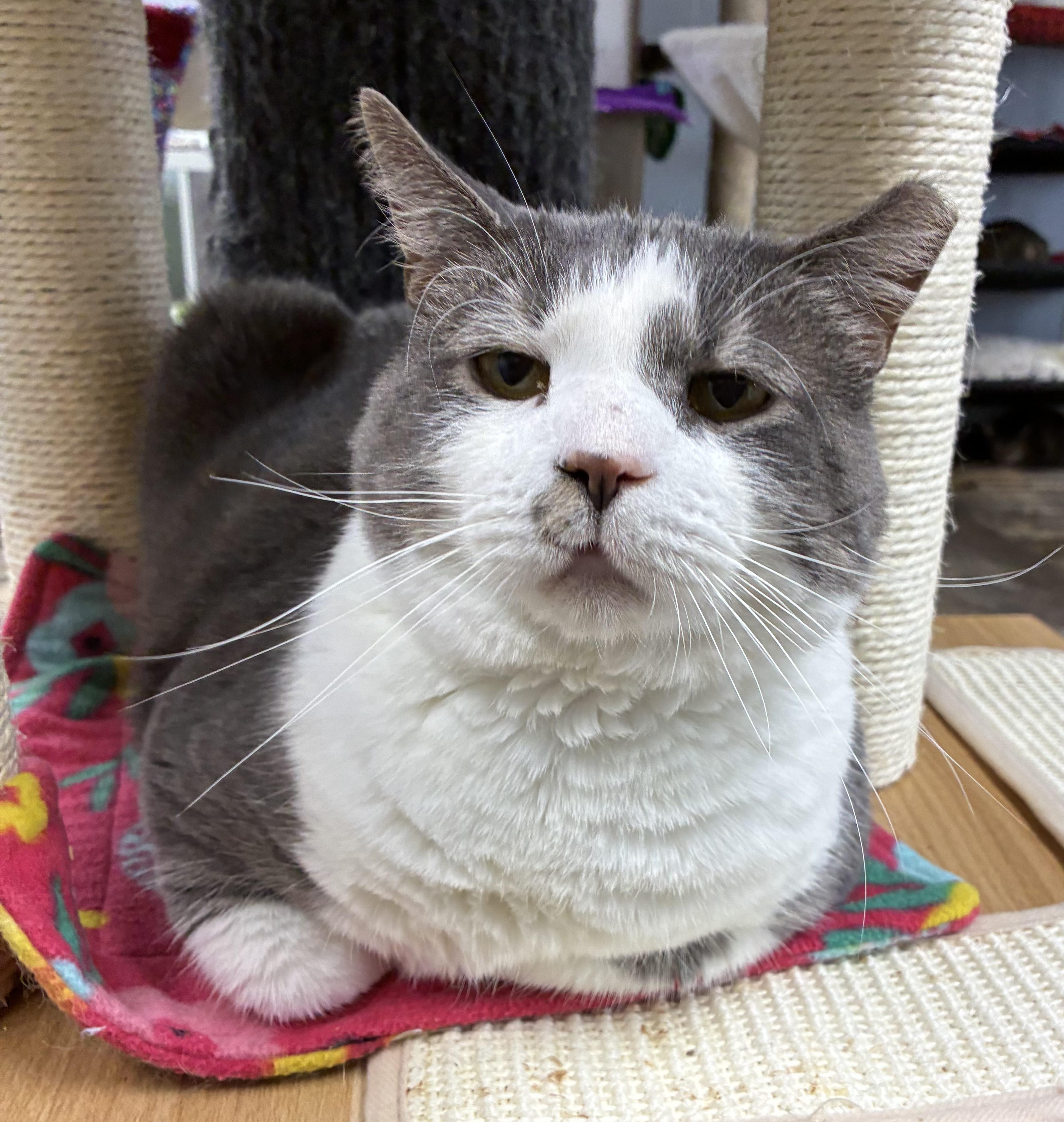Smooch, a ADOPTABLE Domestic Short Hair in Breinigsville, PA image 3/4