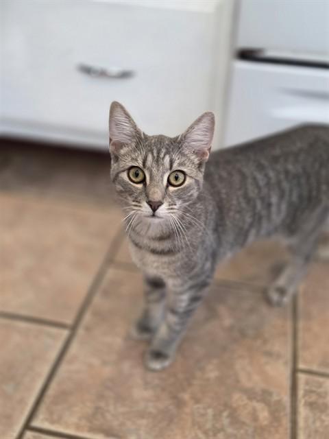 SPICE, Adoptable, Young Female Domestic Short Hair.