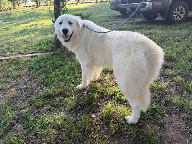 Magnolia (AP), Adopted, Adult Female Great Pyrenees.
