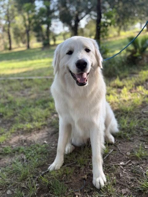 Magnolia (AP), a Adopted Great Pyrenees in Bend, OR image 2/2