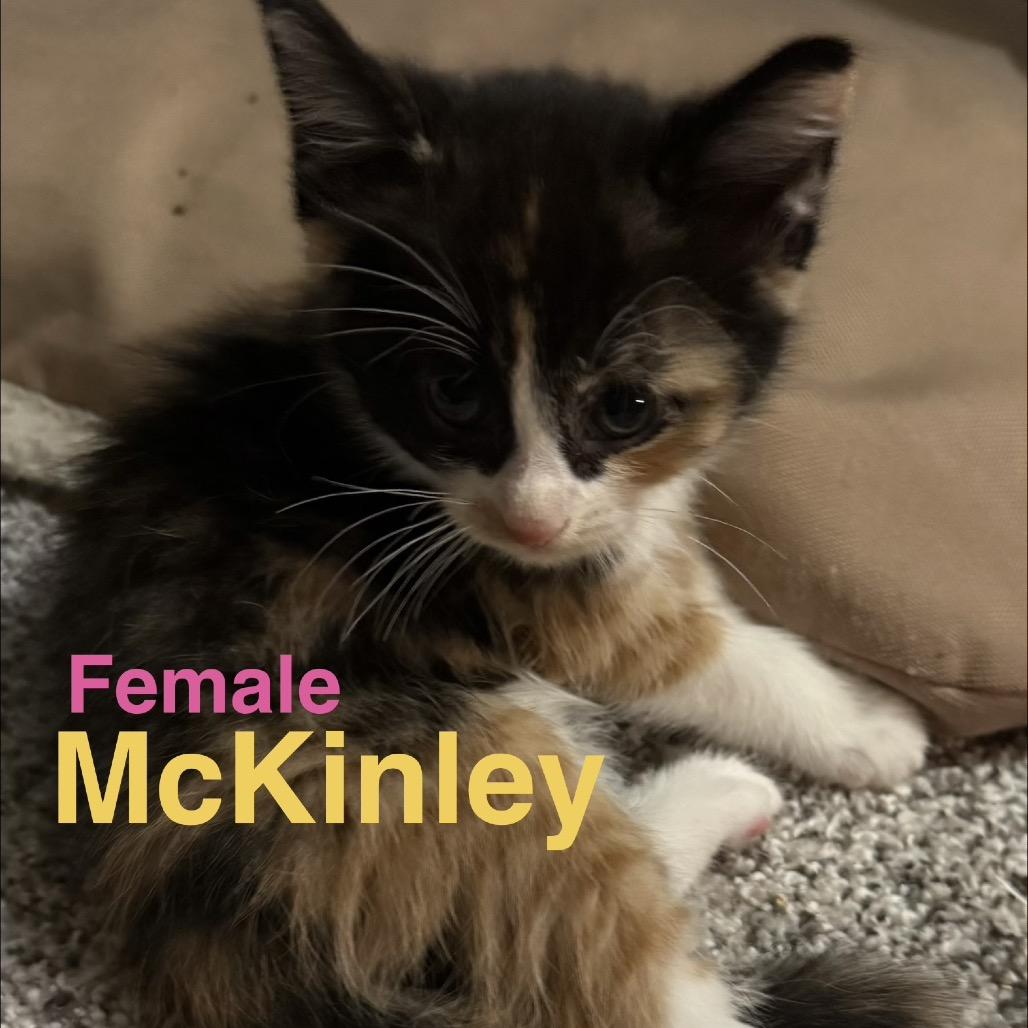 McKinley, a Adoptable Domestic Medium Hair in Wichita, KS image 1/2