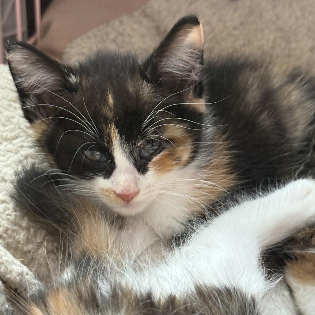 McKinley, a Adoptable Domestic Medium Hair in Wichita, KS image 2/2